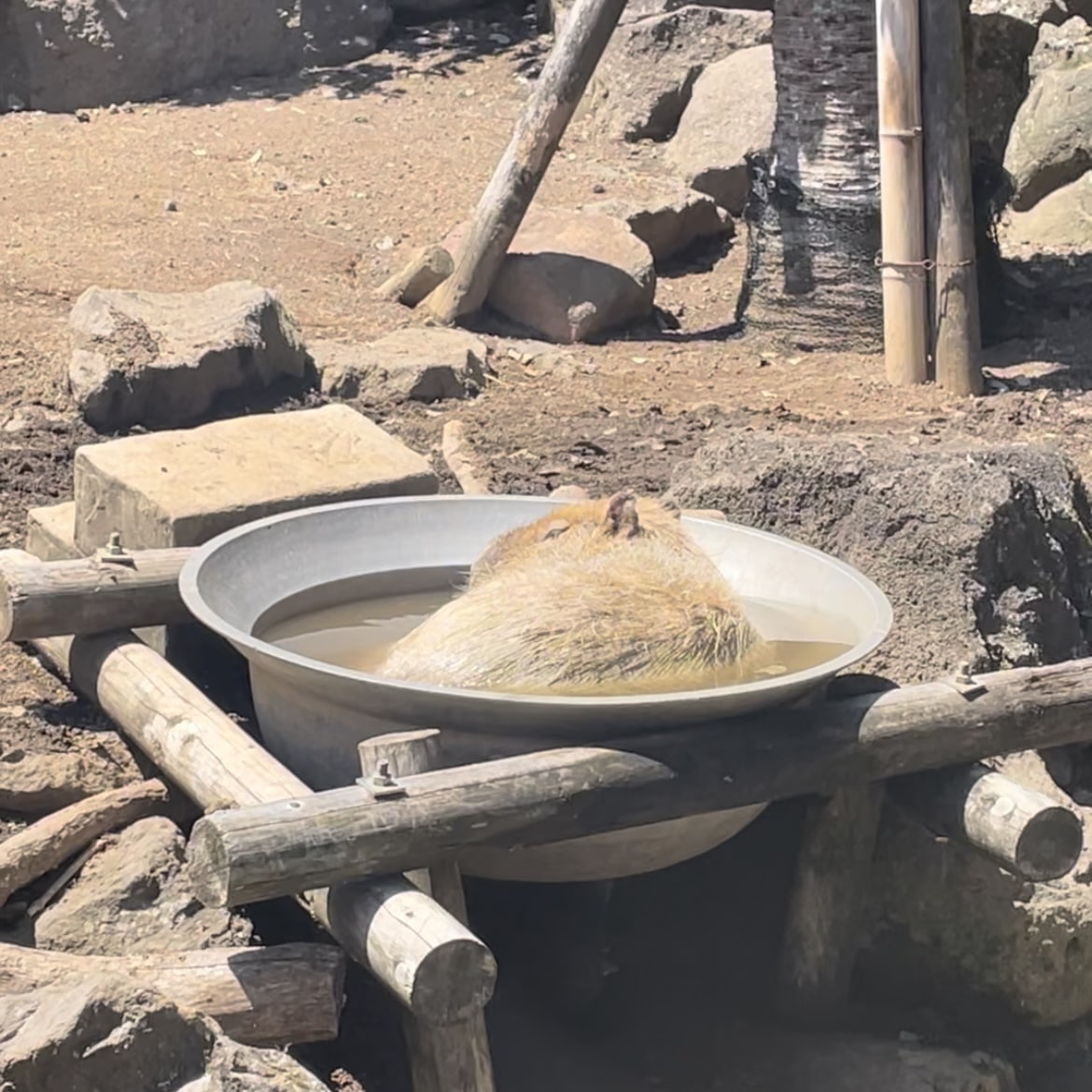 カピバラ　温泉