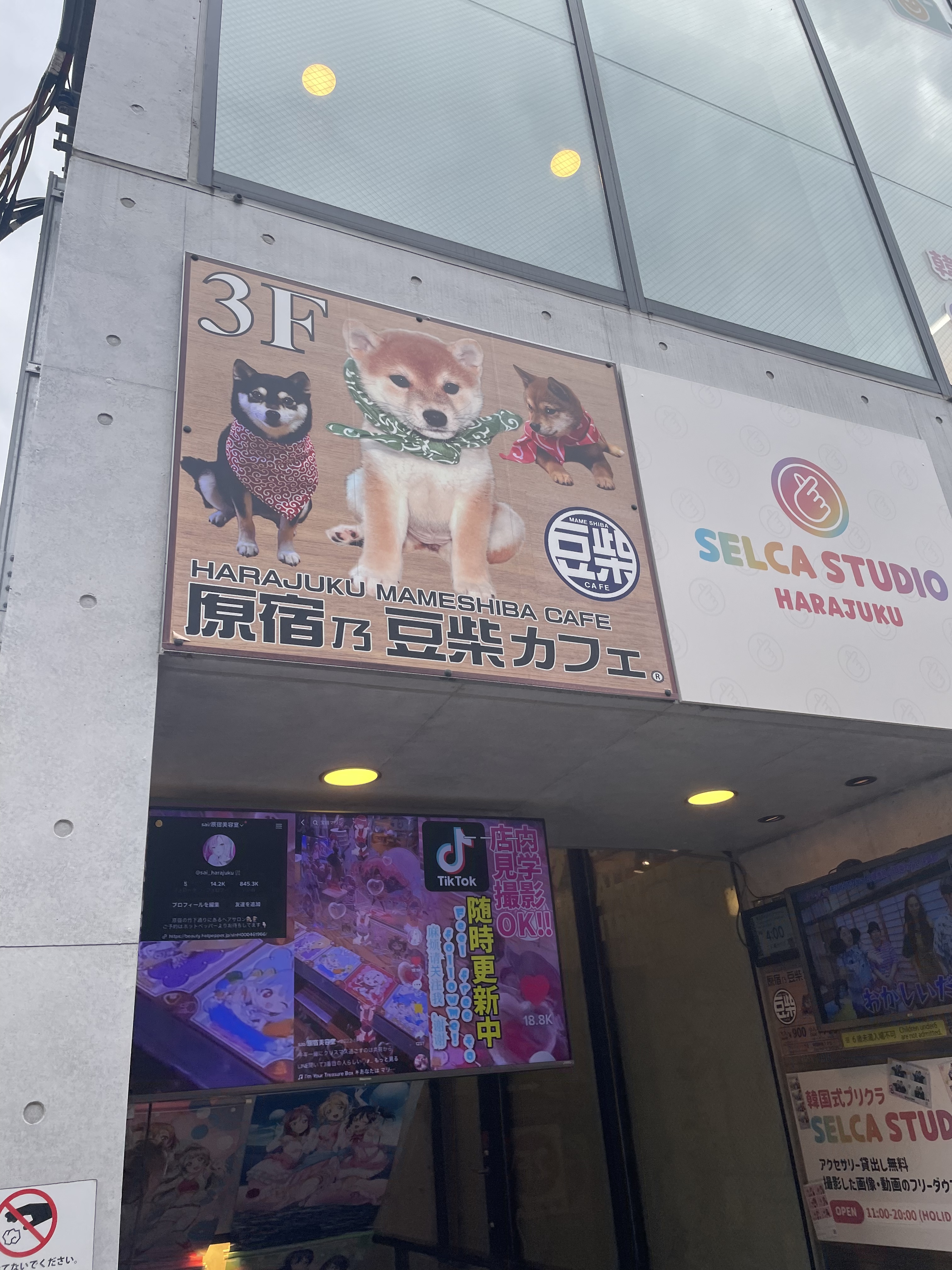 原宿乃豆柴カフェ　柴犬　建物