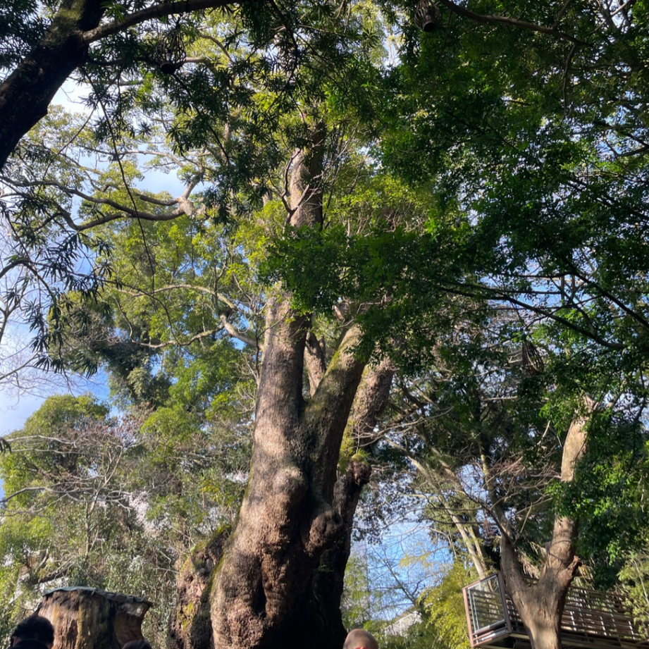 来宮神社 楠