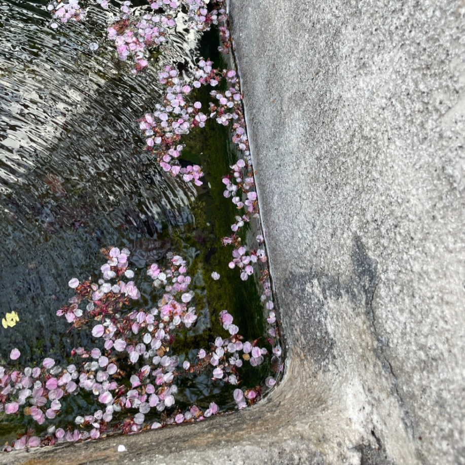 熱海市　糸川遊歩道　桜