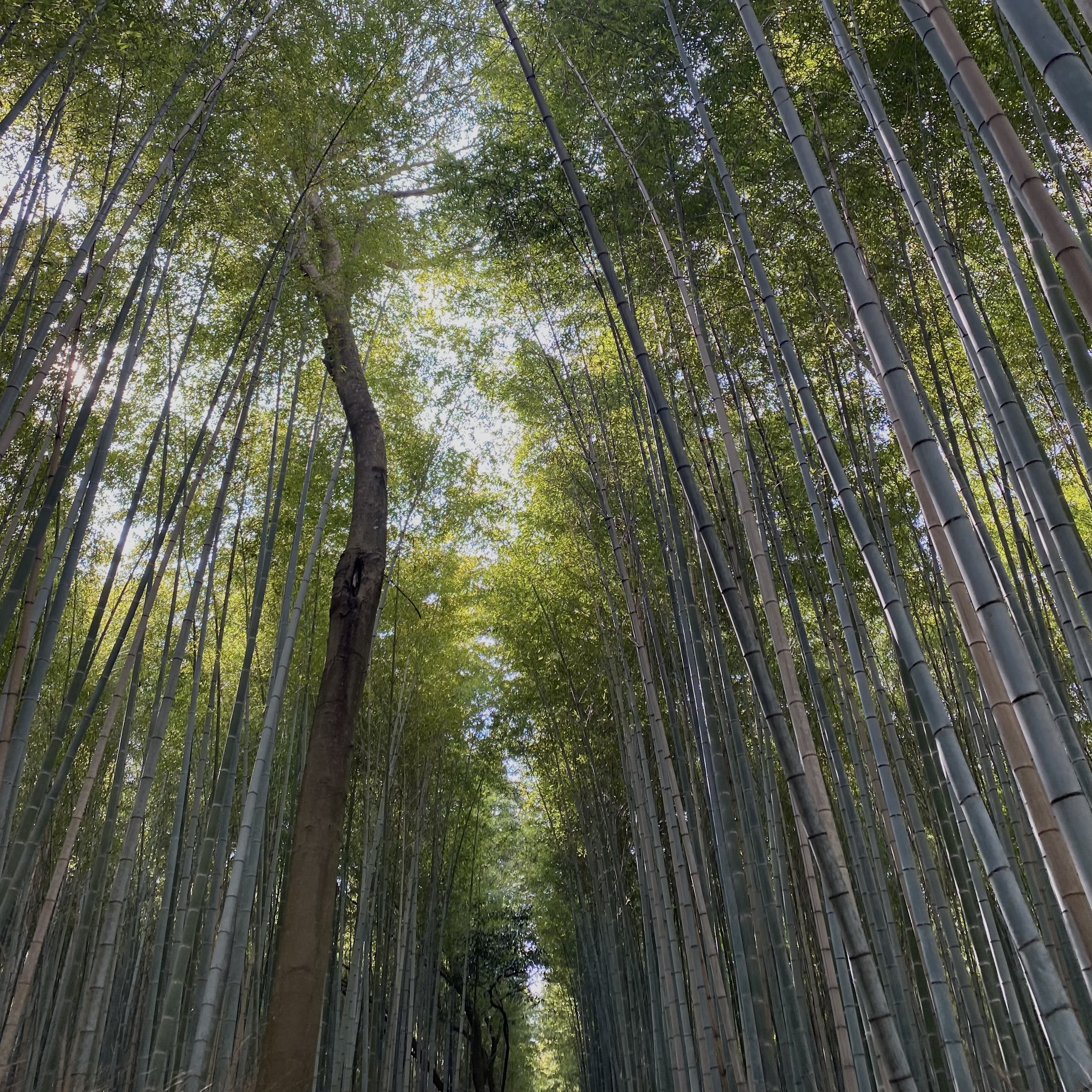 嵐山の竹林