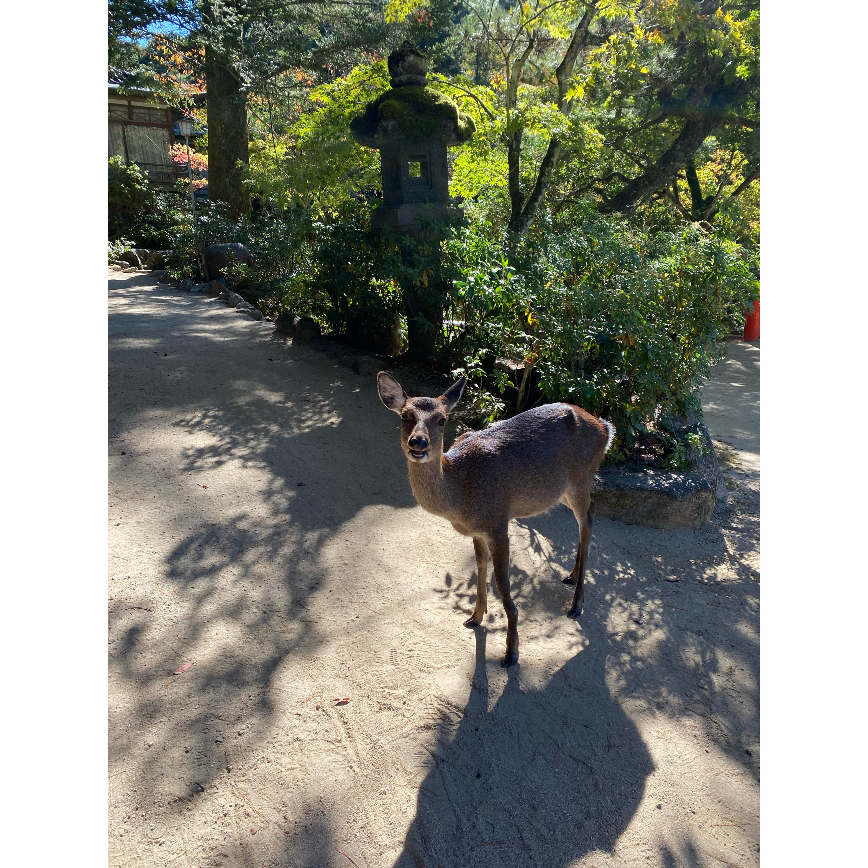 鹿　宮島　厳島神社