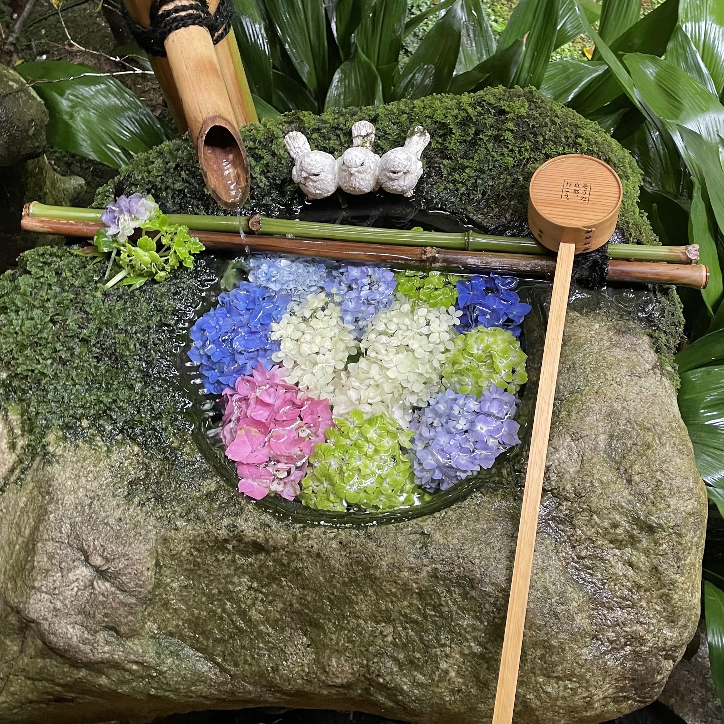 花手水 紫陽花 柳谷観音