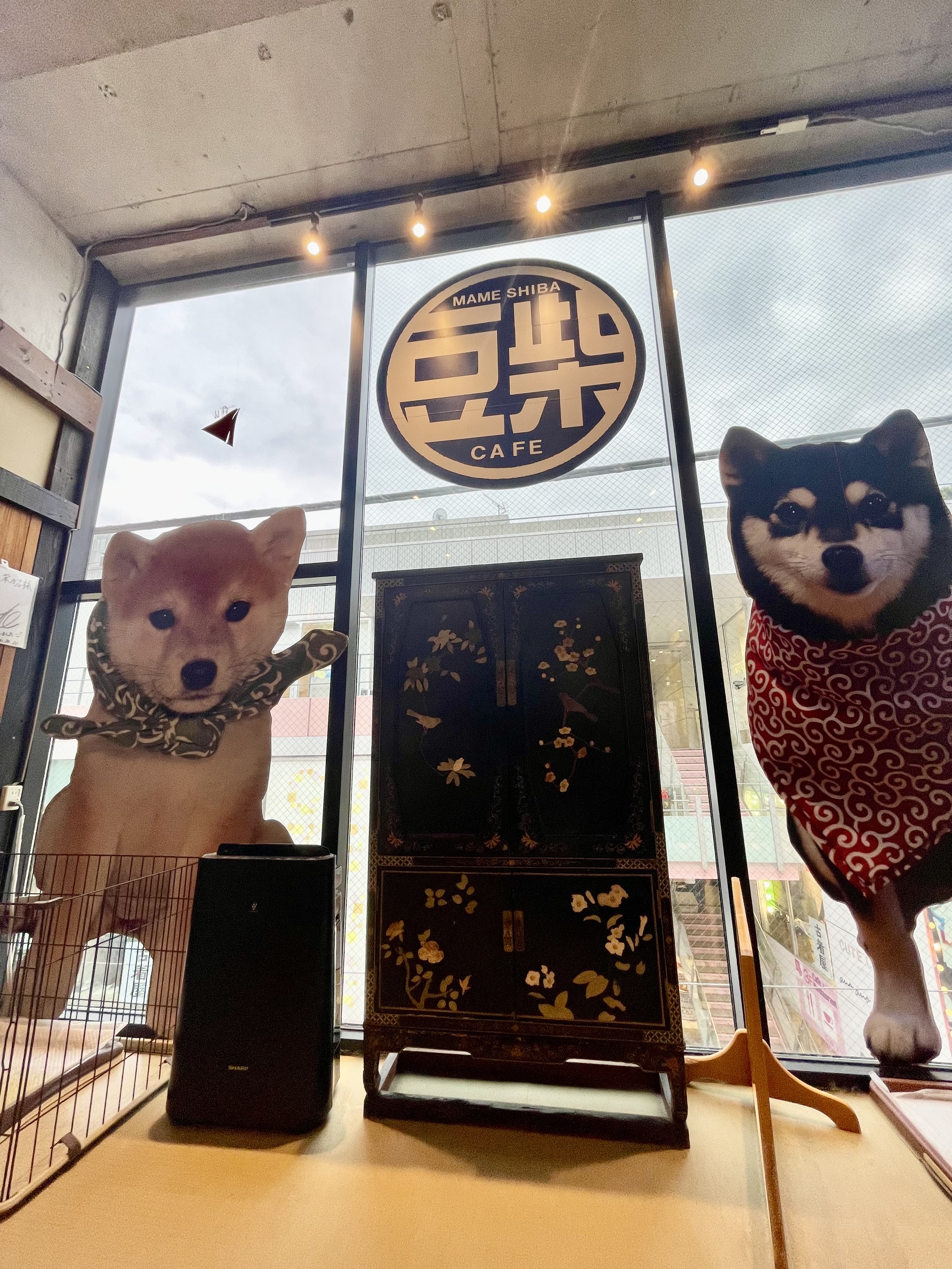 原宿乃豆柴カフェ　柴犬　