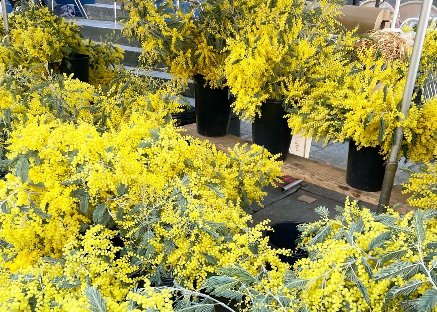 ミモザ　花屋に並ぶ様子