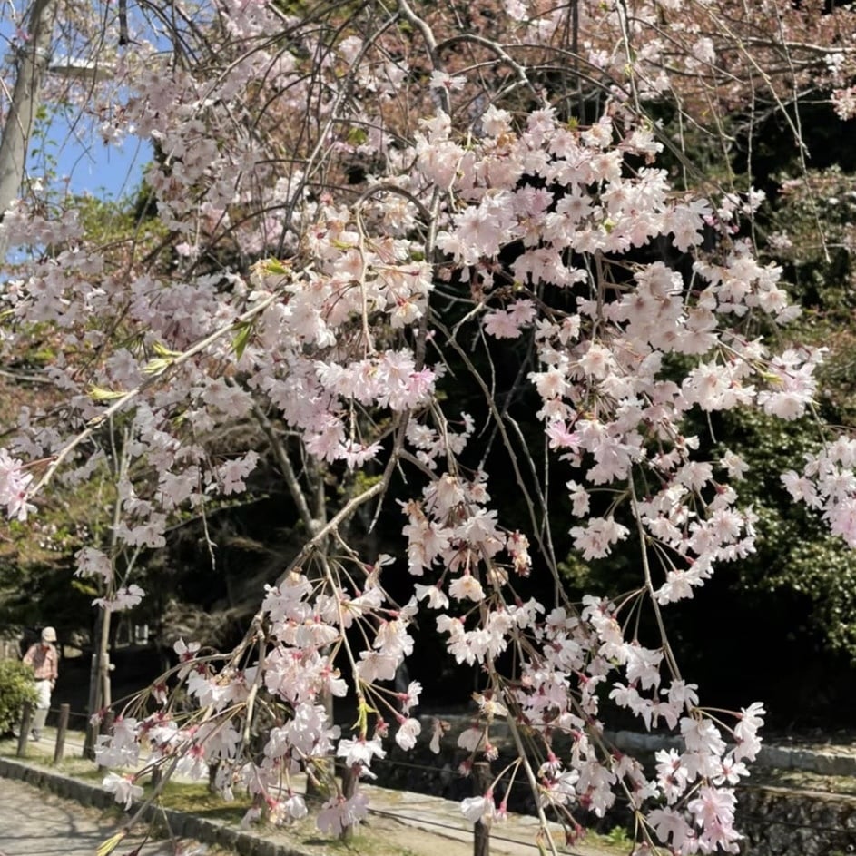 桜　春