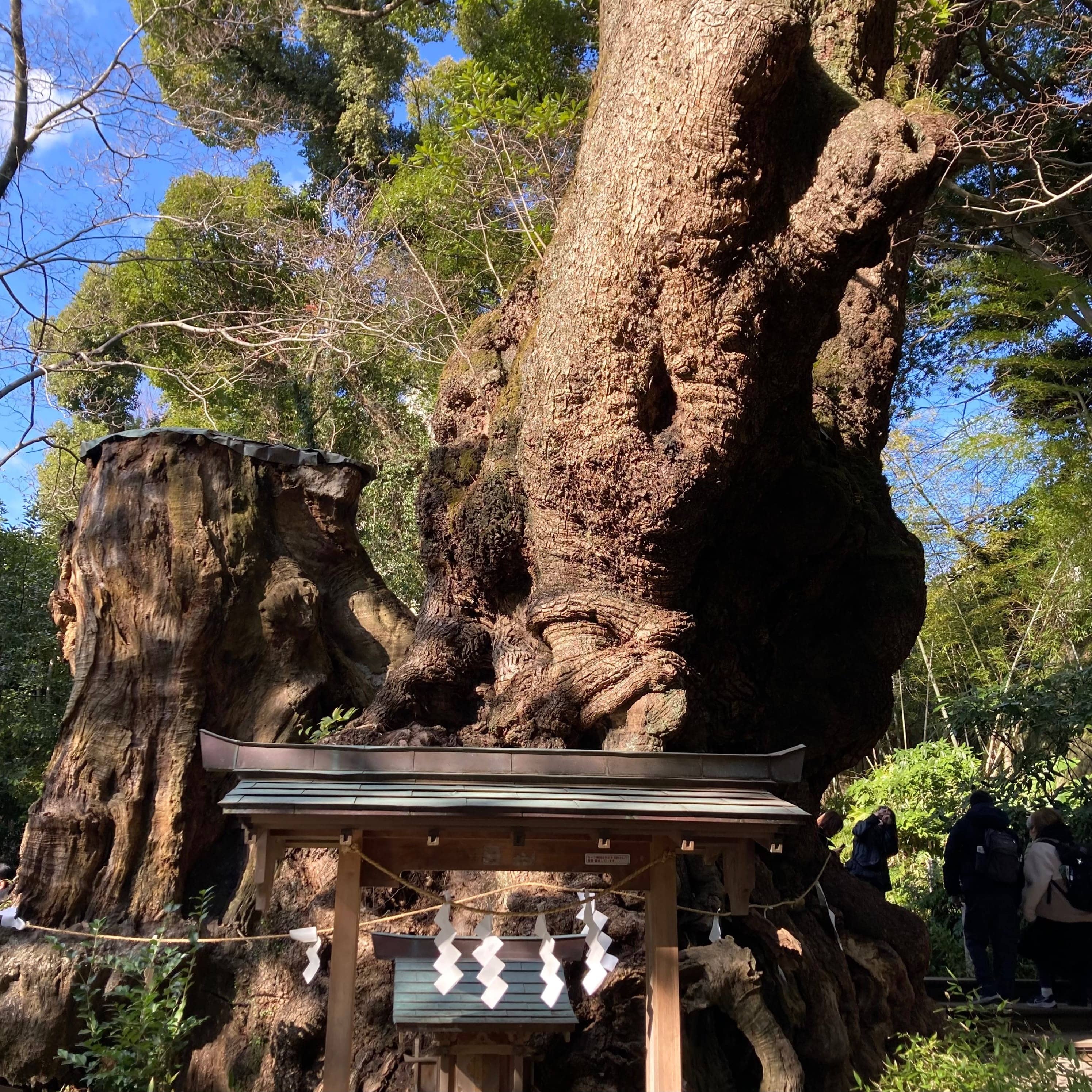 来宮神社　大楠　大楠前