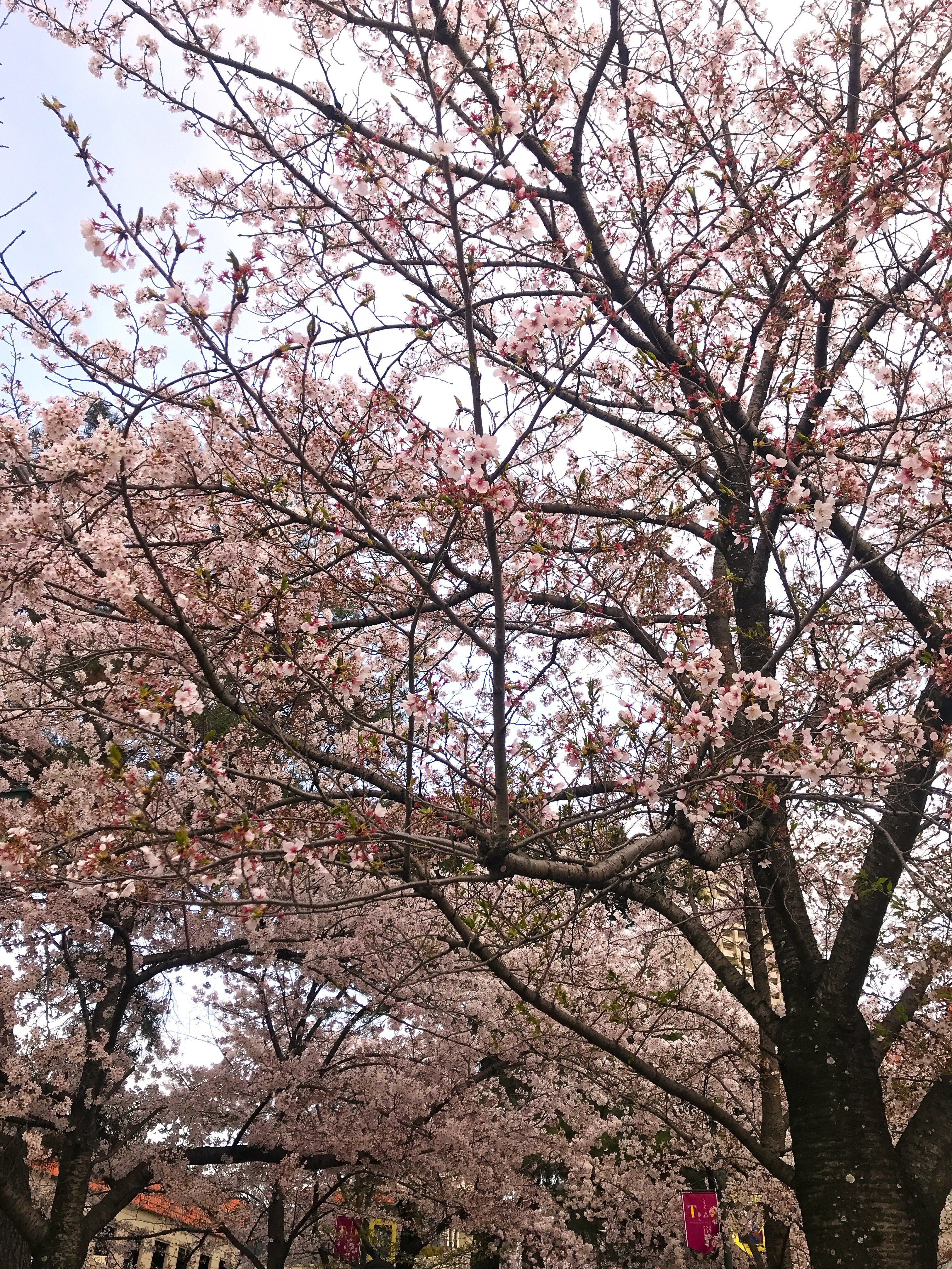 花のみち、宝塚市