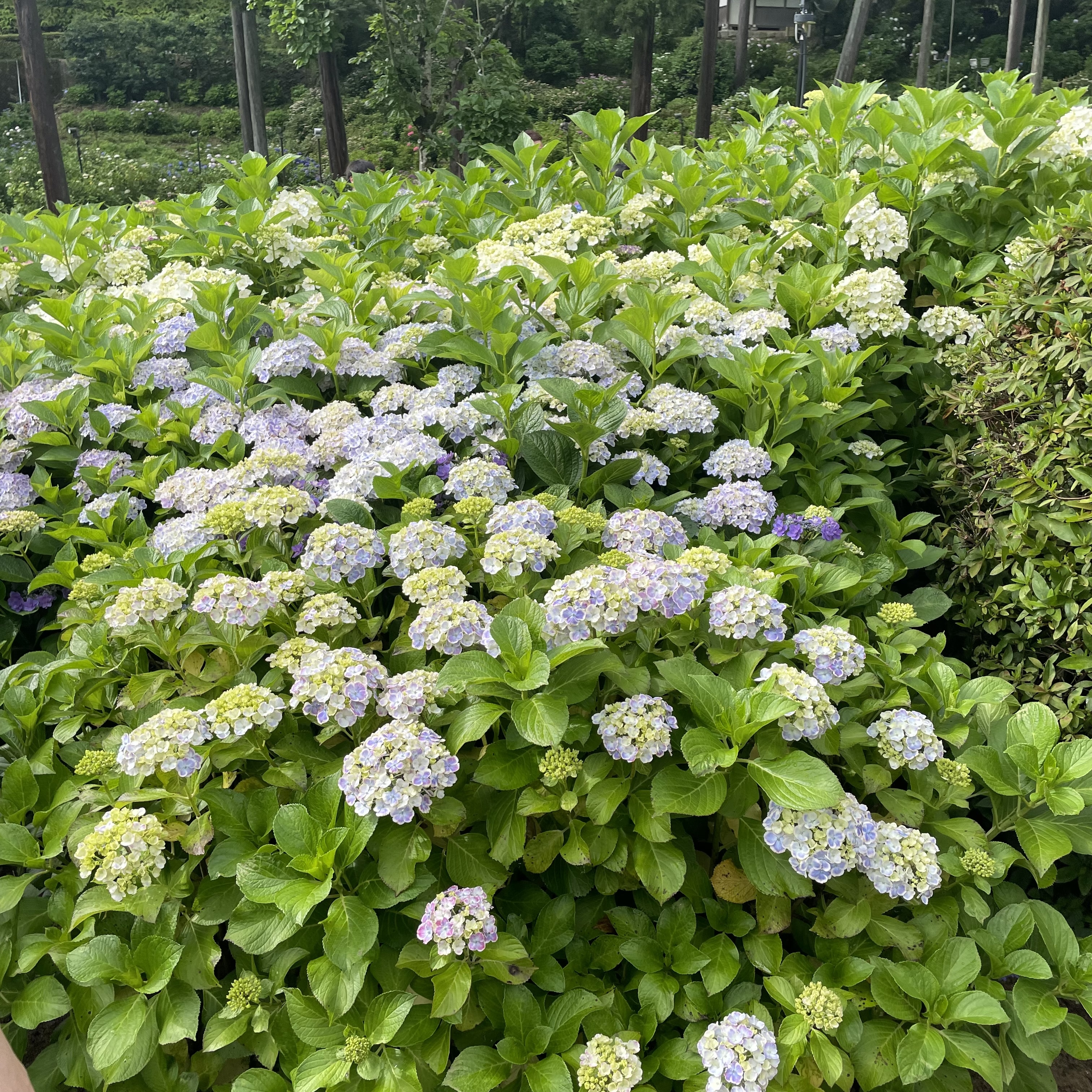 紫陽花 三室戸寺