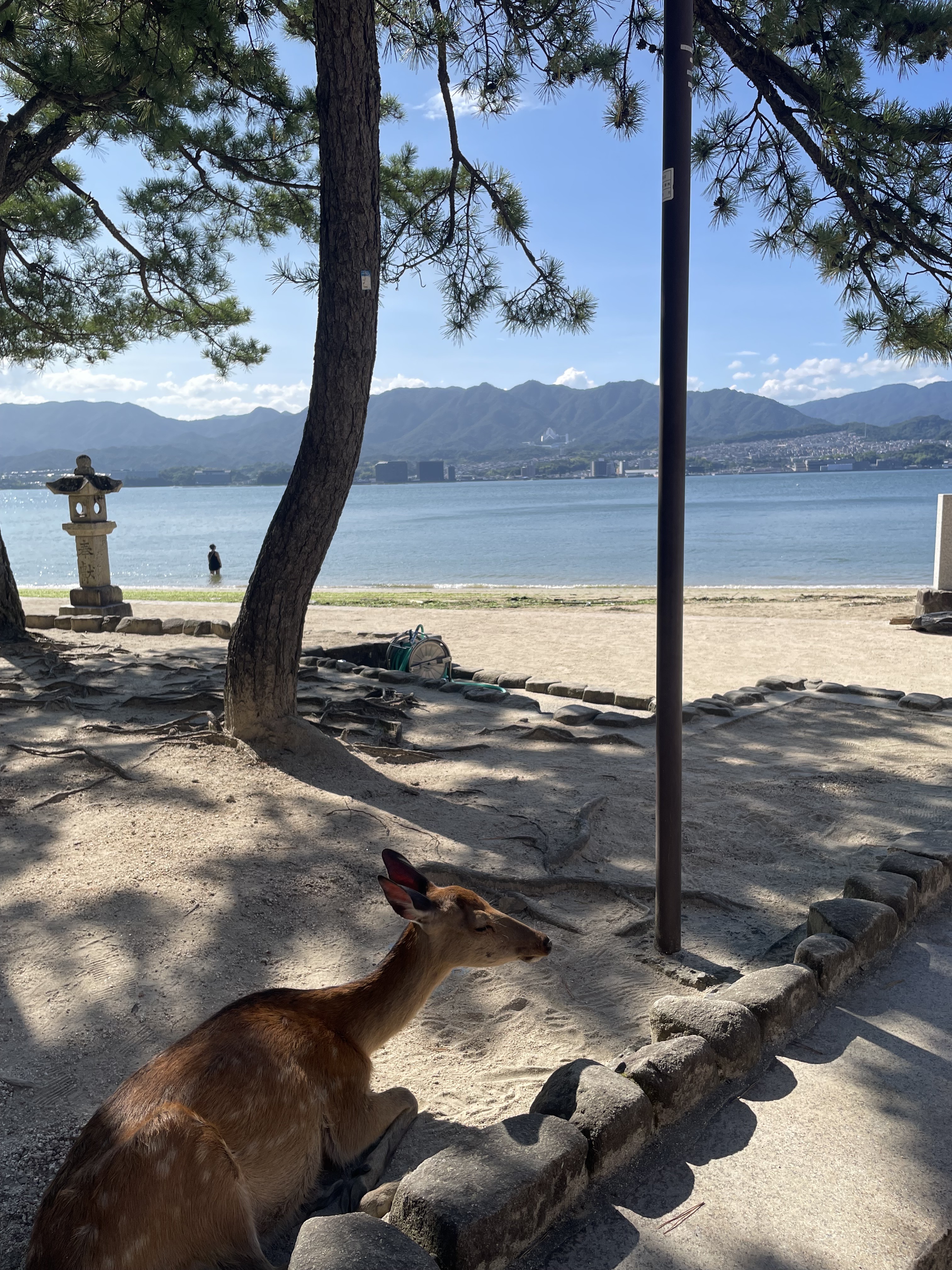 海の近くに座っている鹿