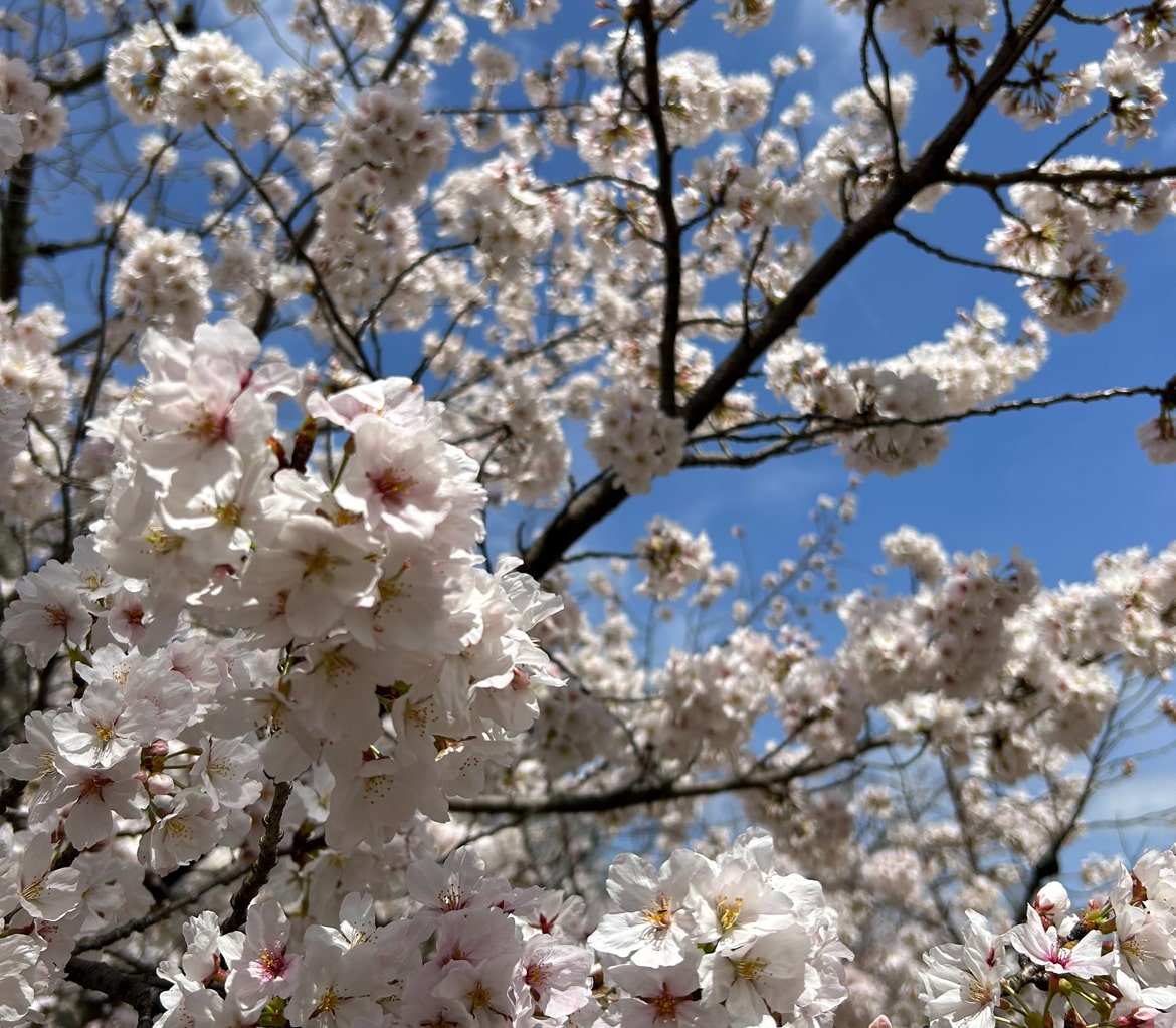 桜