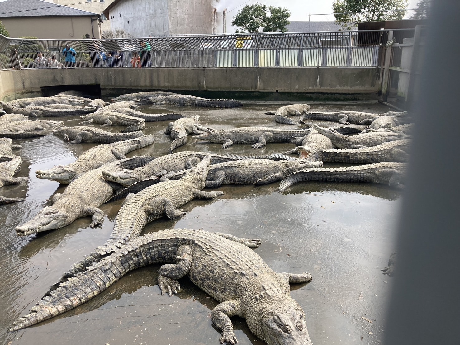 ワニ　鬼山地獄