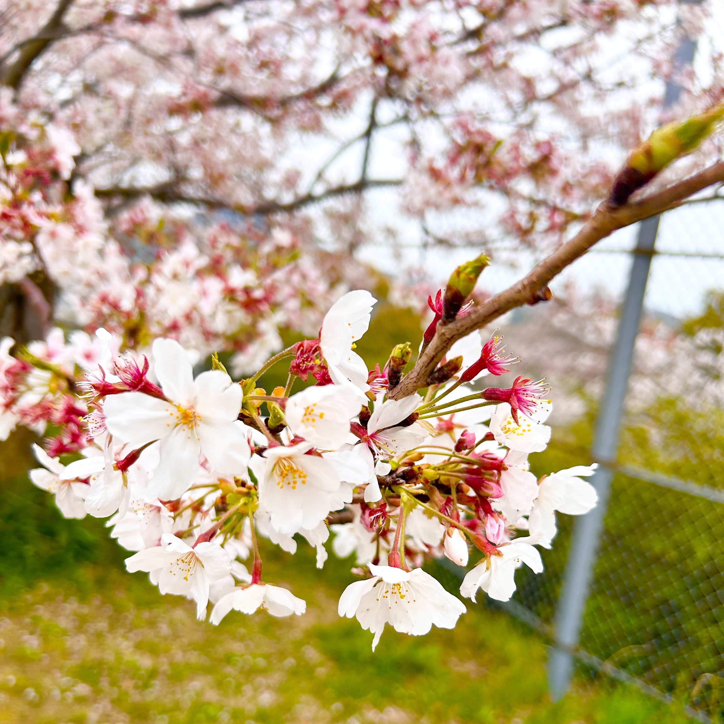 桜