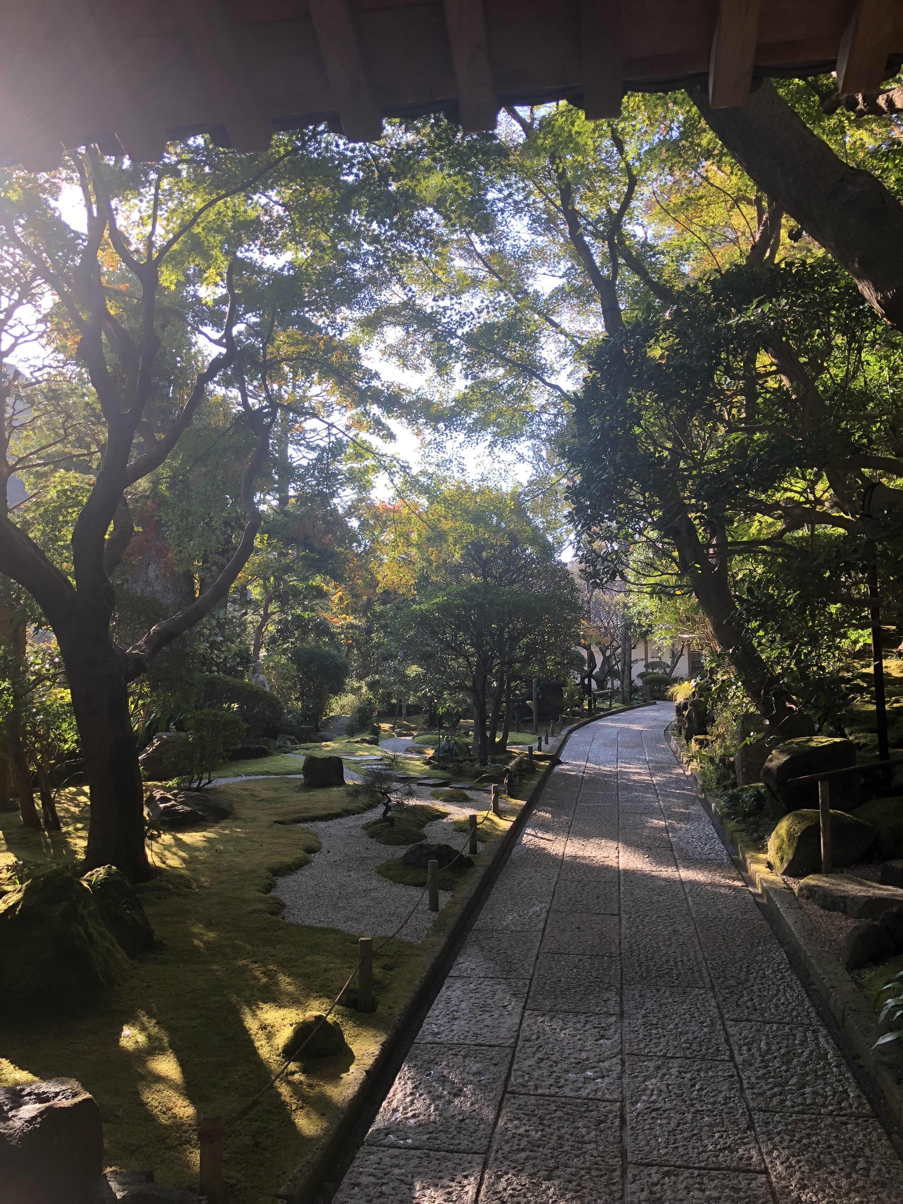 報国寺　鎌倉　苔