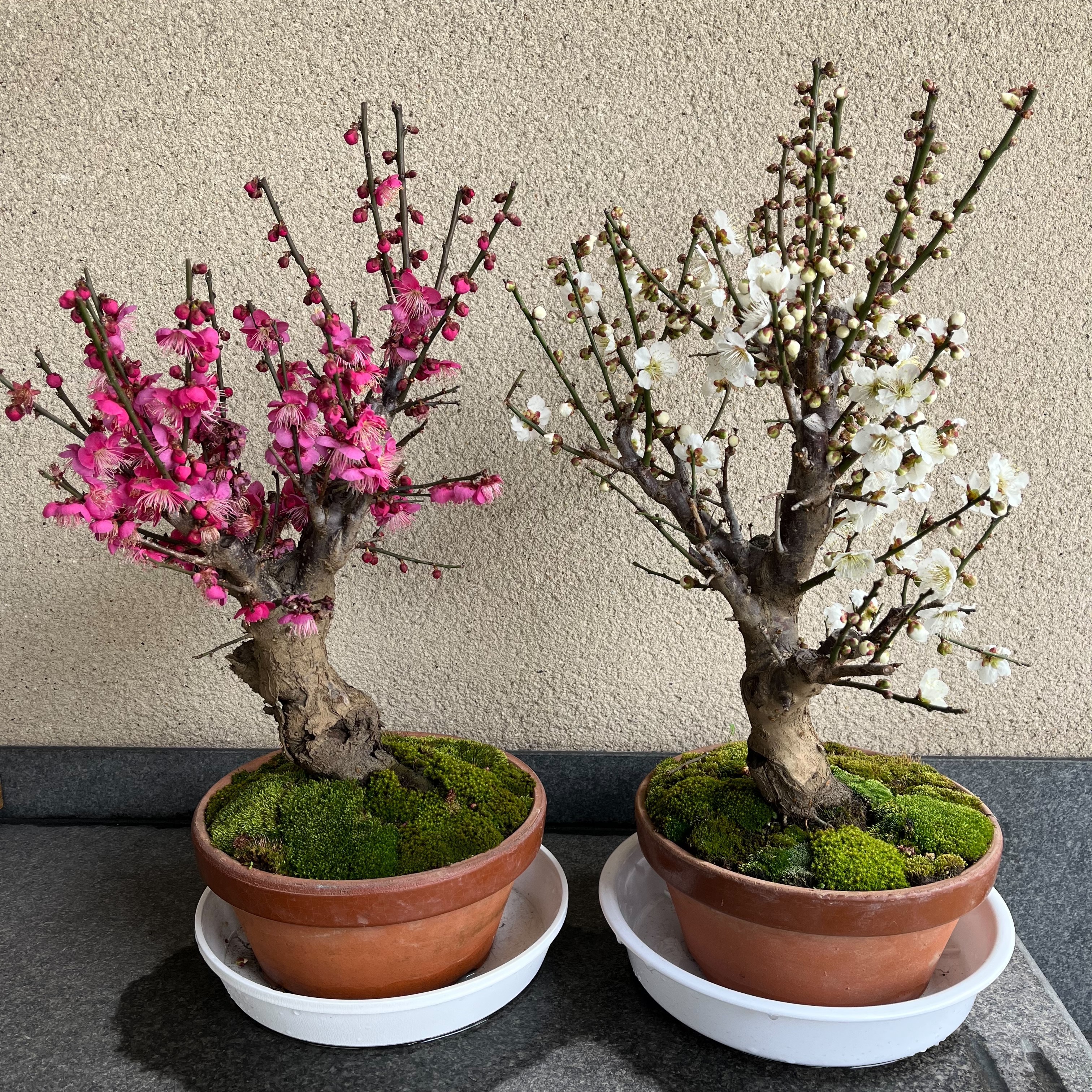 薫習館