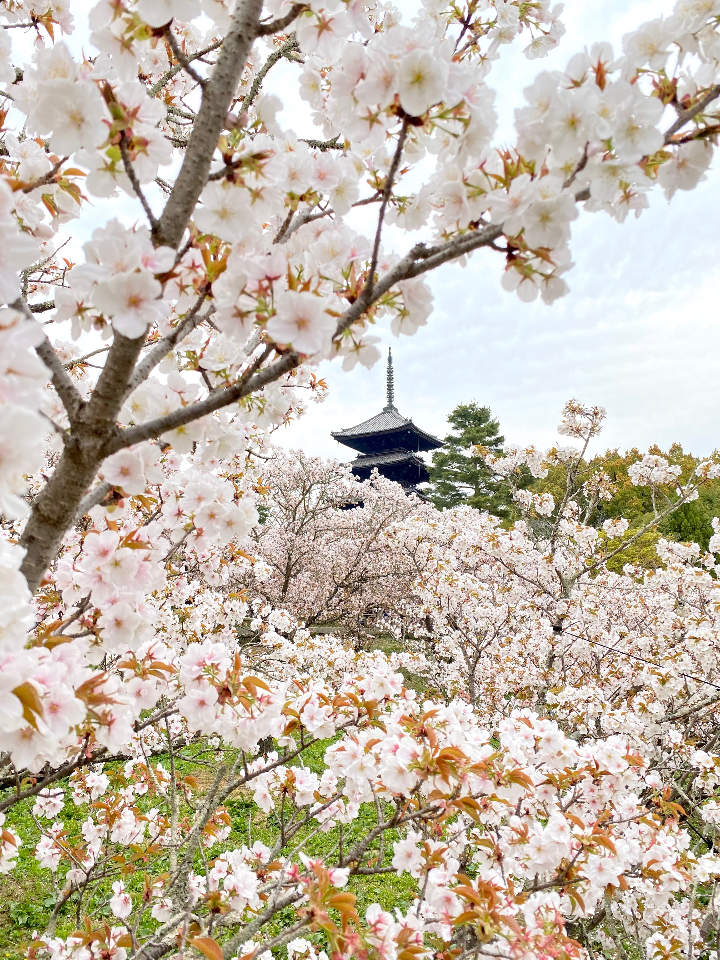 御室桜　仁和寺　御室花まつり特別入山　ベストショット