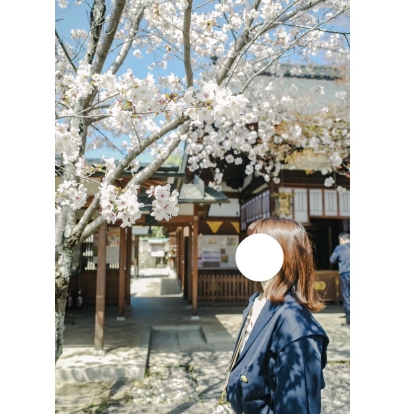 車折神社　桜
