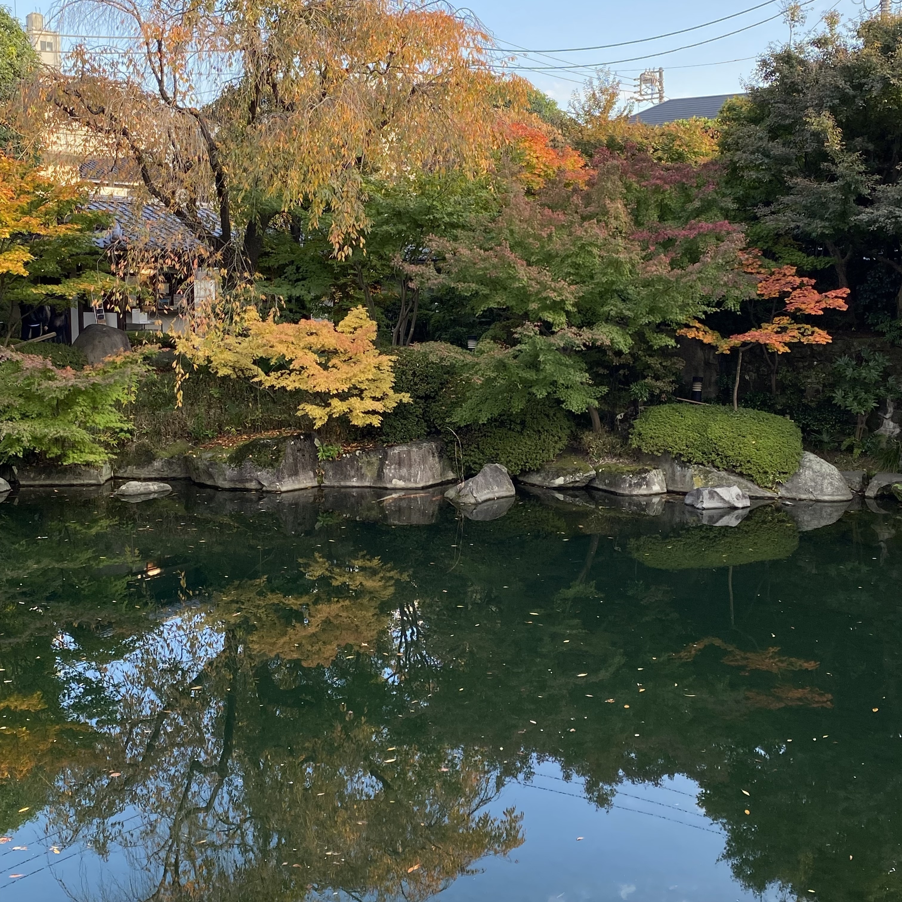 目白庭園、紅葉、秋
