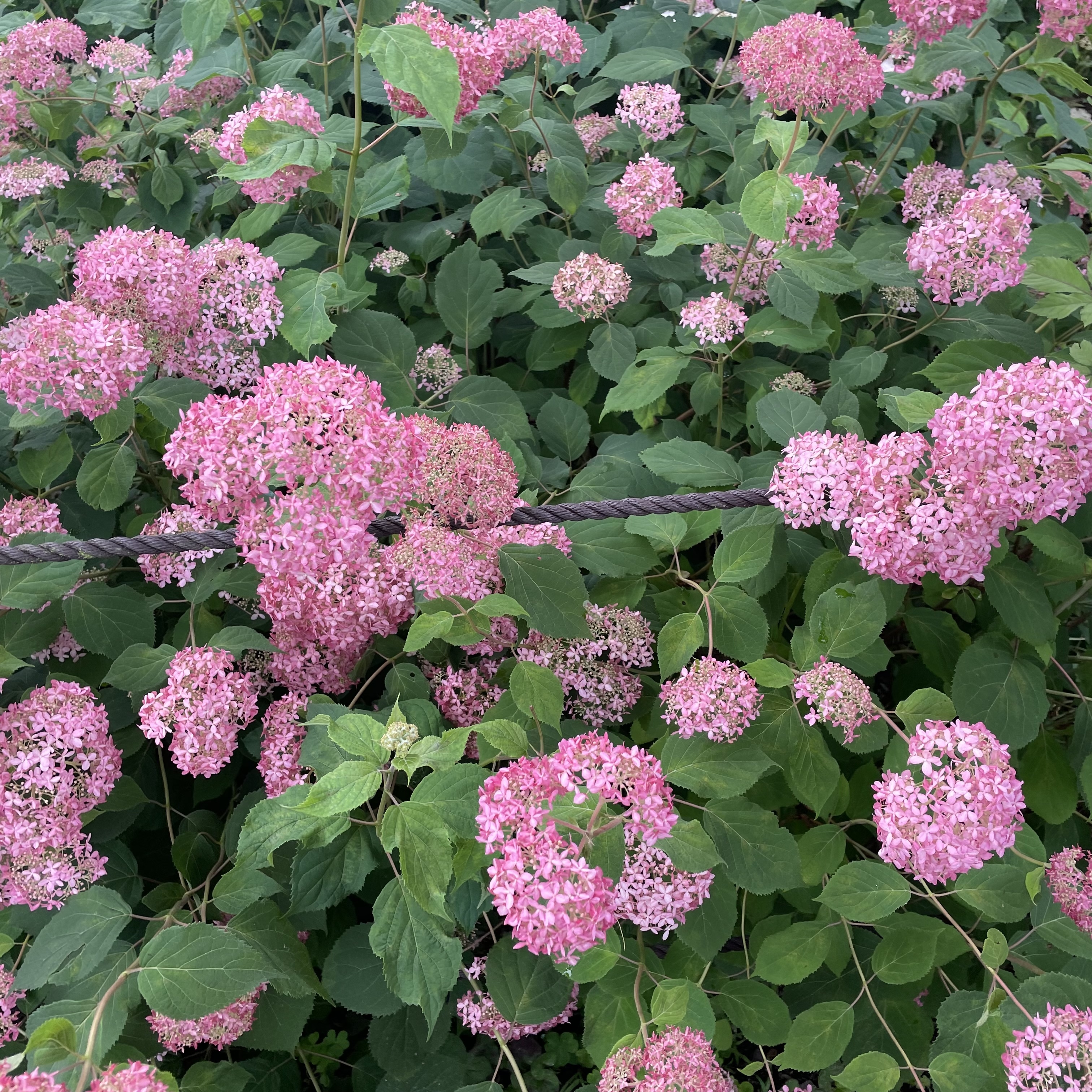 紫陽花 三室戸寺
