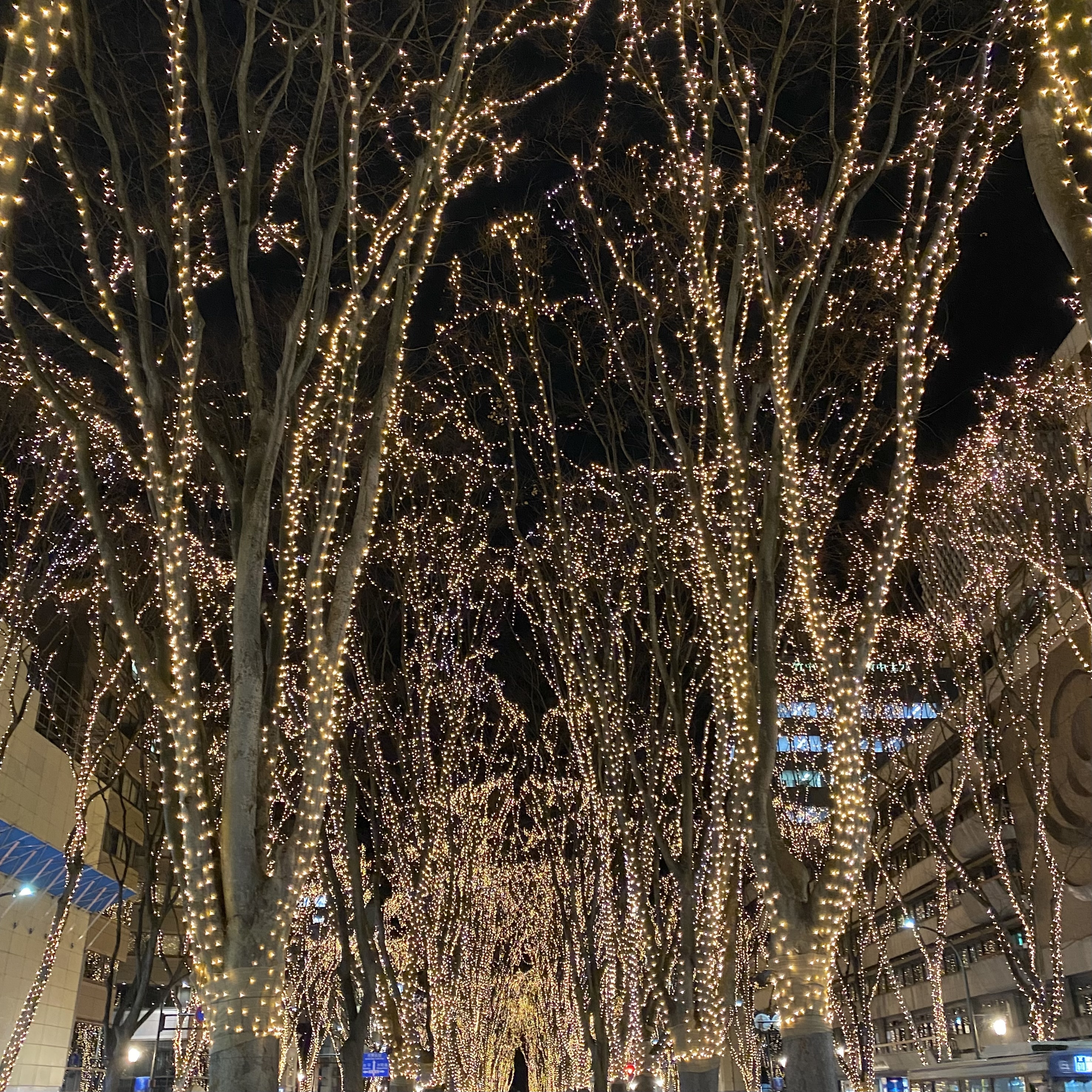 イルミネーション、SENDAI光のページェント、定禅寺通