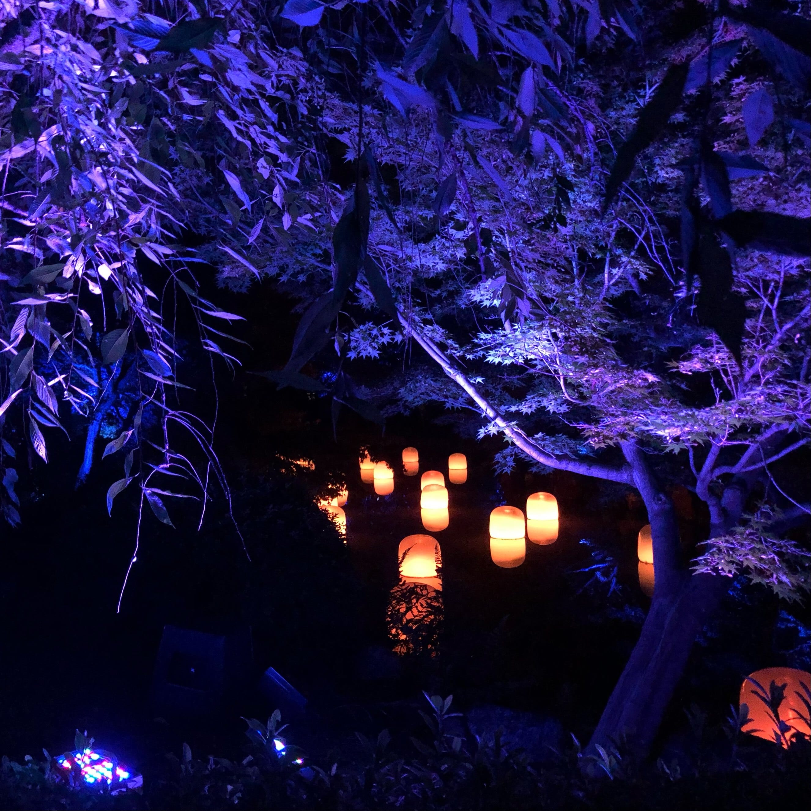 チームラボ 東寺 ライトアップ