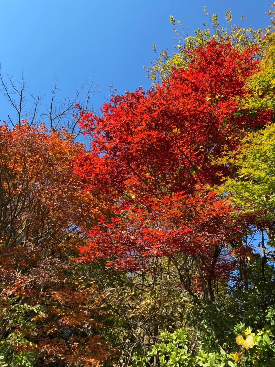 高尾山　紅葉　紅葉狩り