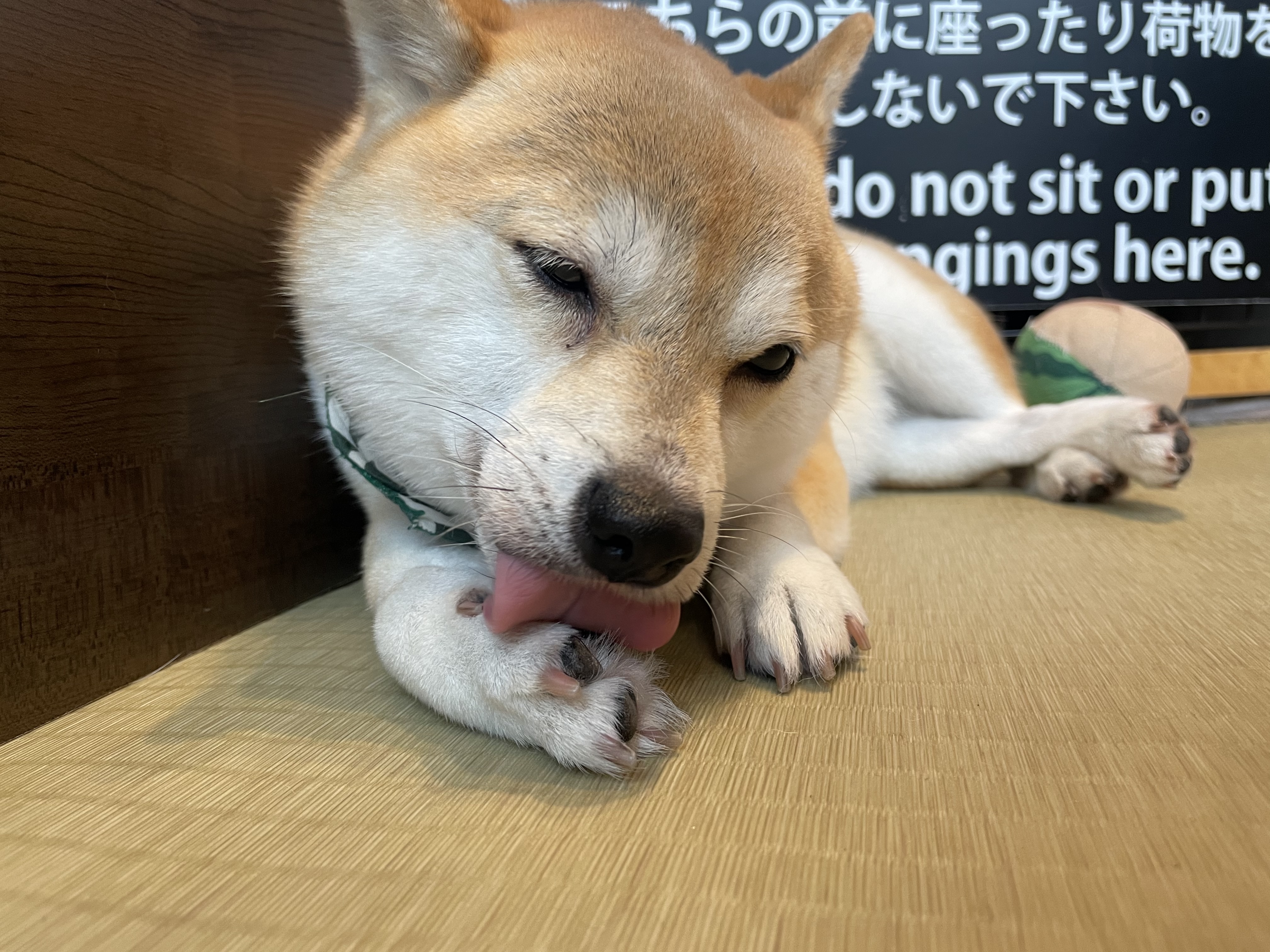 原宿乃豆柴カフェ　柴犬　