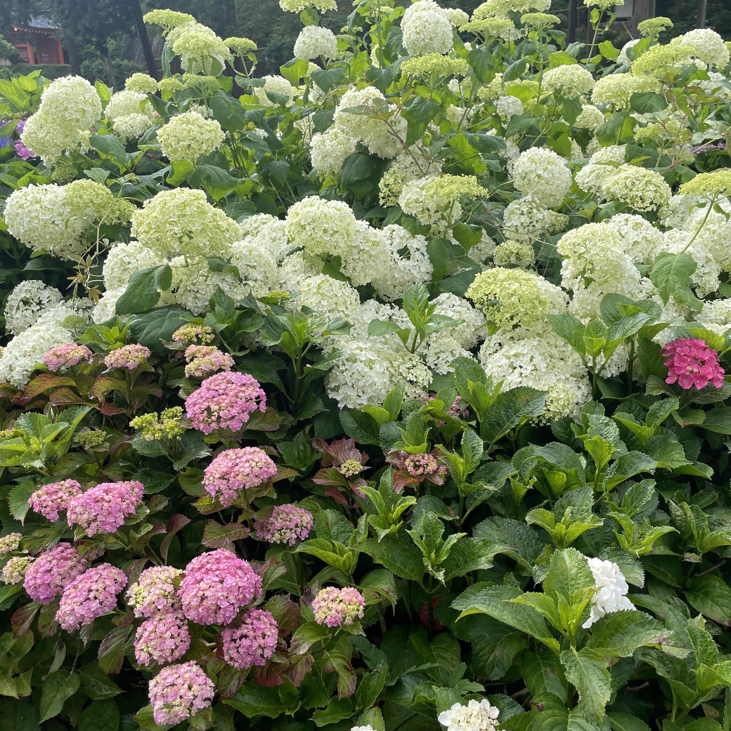 紫陽花 三室戸寺