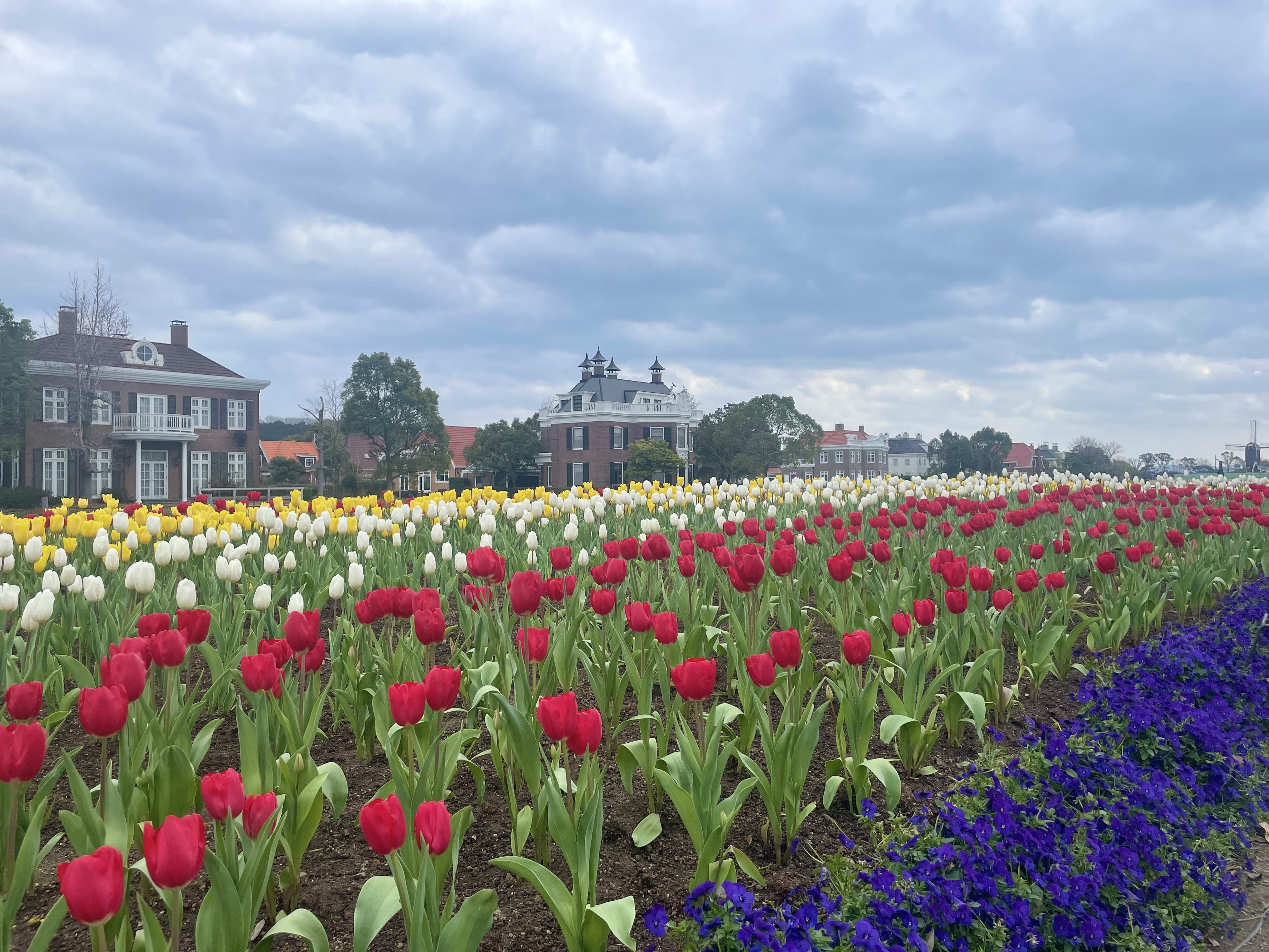 ハウステンボス フラワーロード チューリップの様子