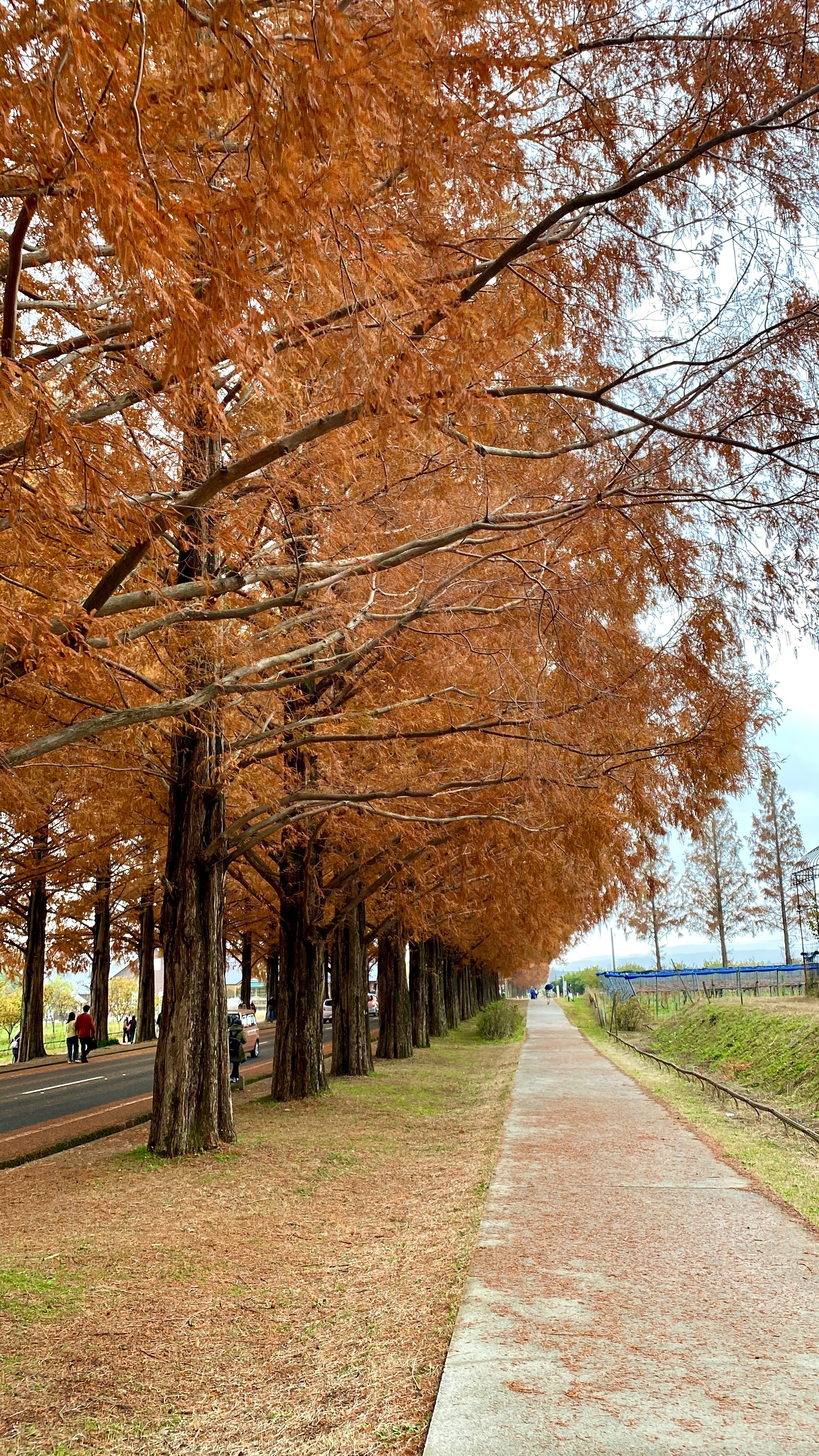 メタセコイア並木　紅葉　歩道