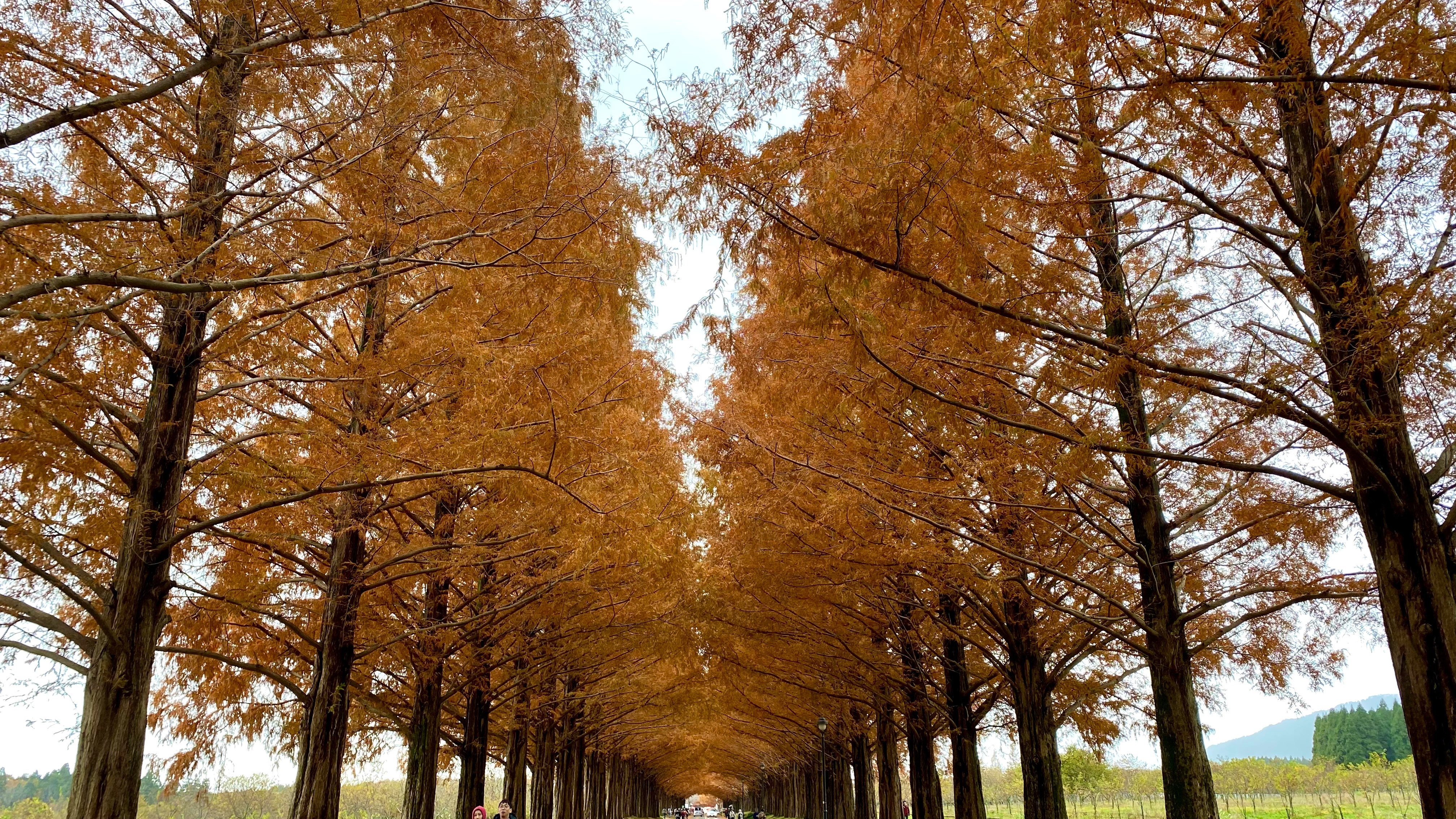 メタセコイア並木　紅葉