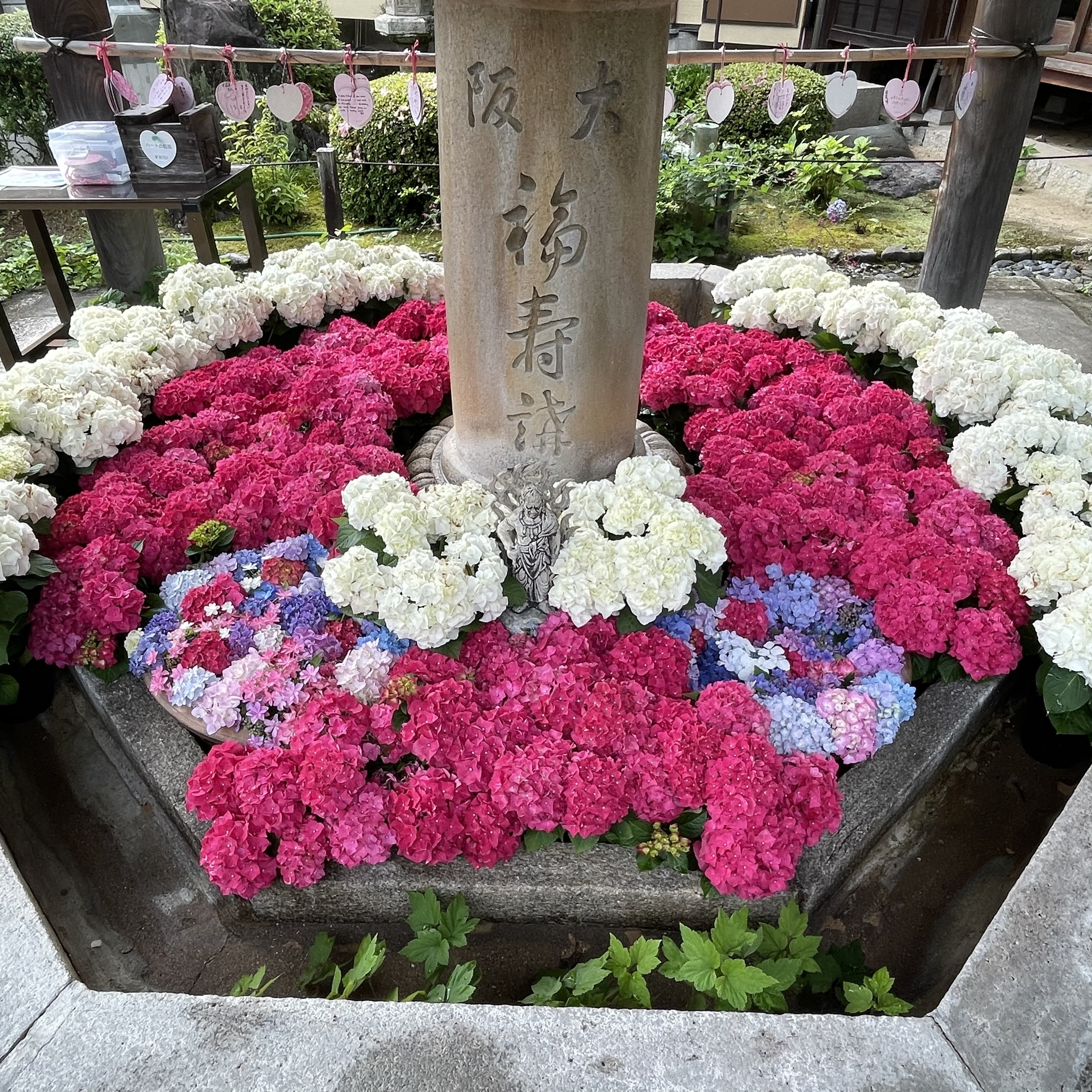 花手水　紫陽花　三室戸寺