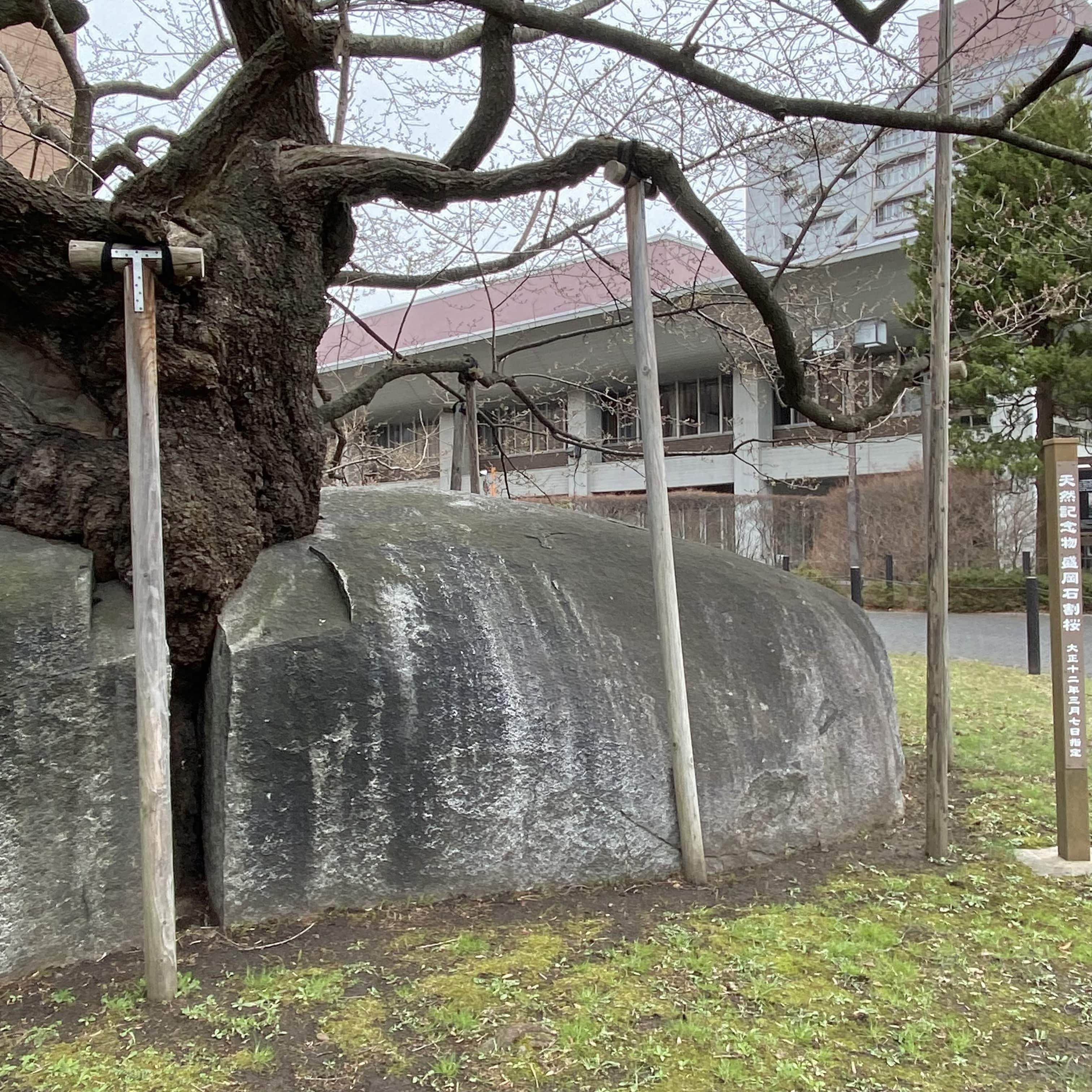 石割桜、盛岡地方裁判所、盛岡旅行