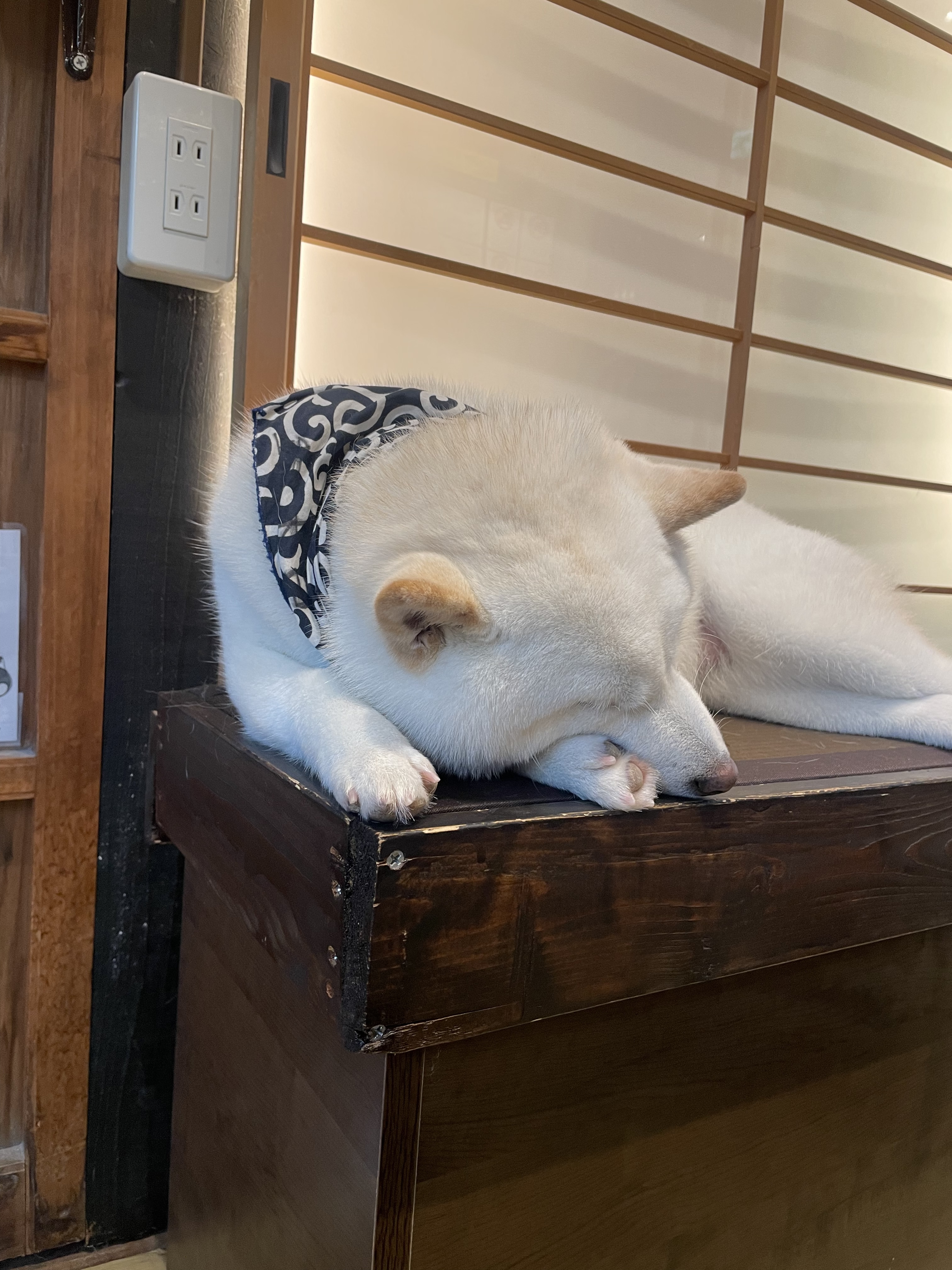 原宿乃豆柴カフェ　柴犬　白柴