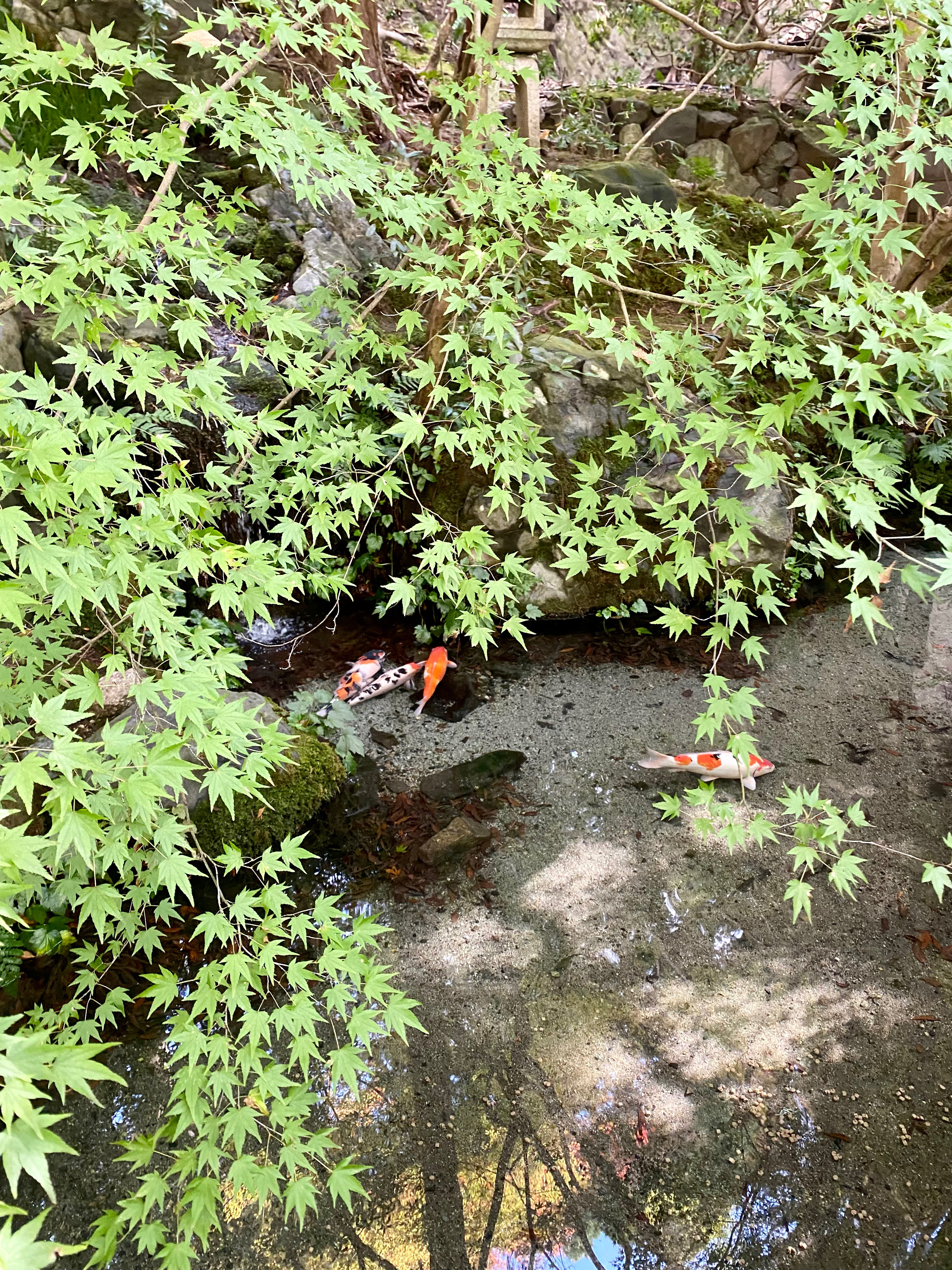 無量寿山光明寺 京都本院 瑠璃光院　青もみじ　山路地の庭