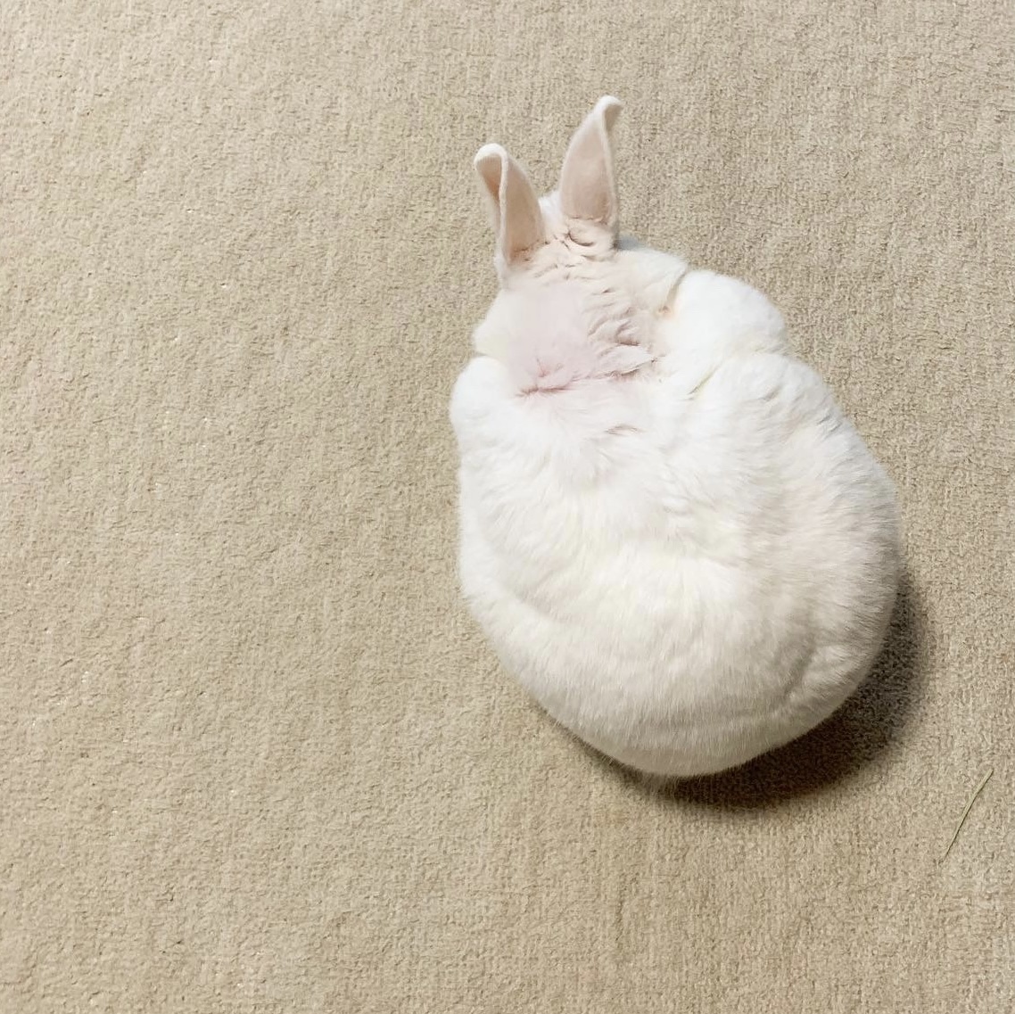 うさぎ　かわいい　ミニウサギ