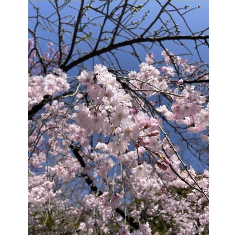 車折神社　桜