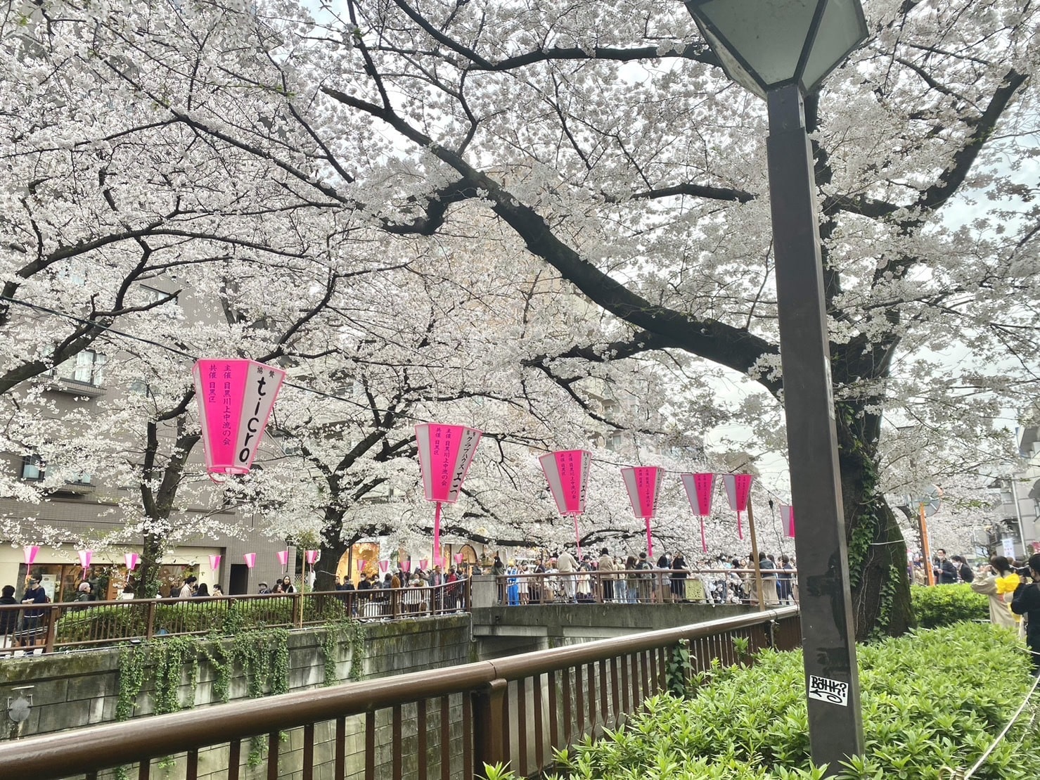 目黒川　桜道