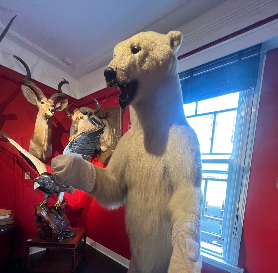 ホッキョクグマの模型の模型の写真。手袋をはめている。他にも壁に動物の首が飾ってある。