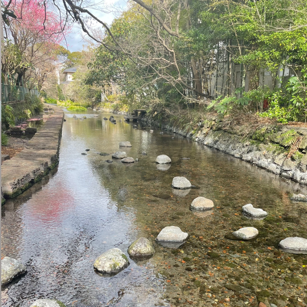 三島市　源兵衛川