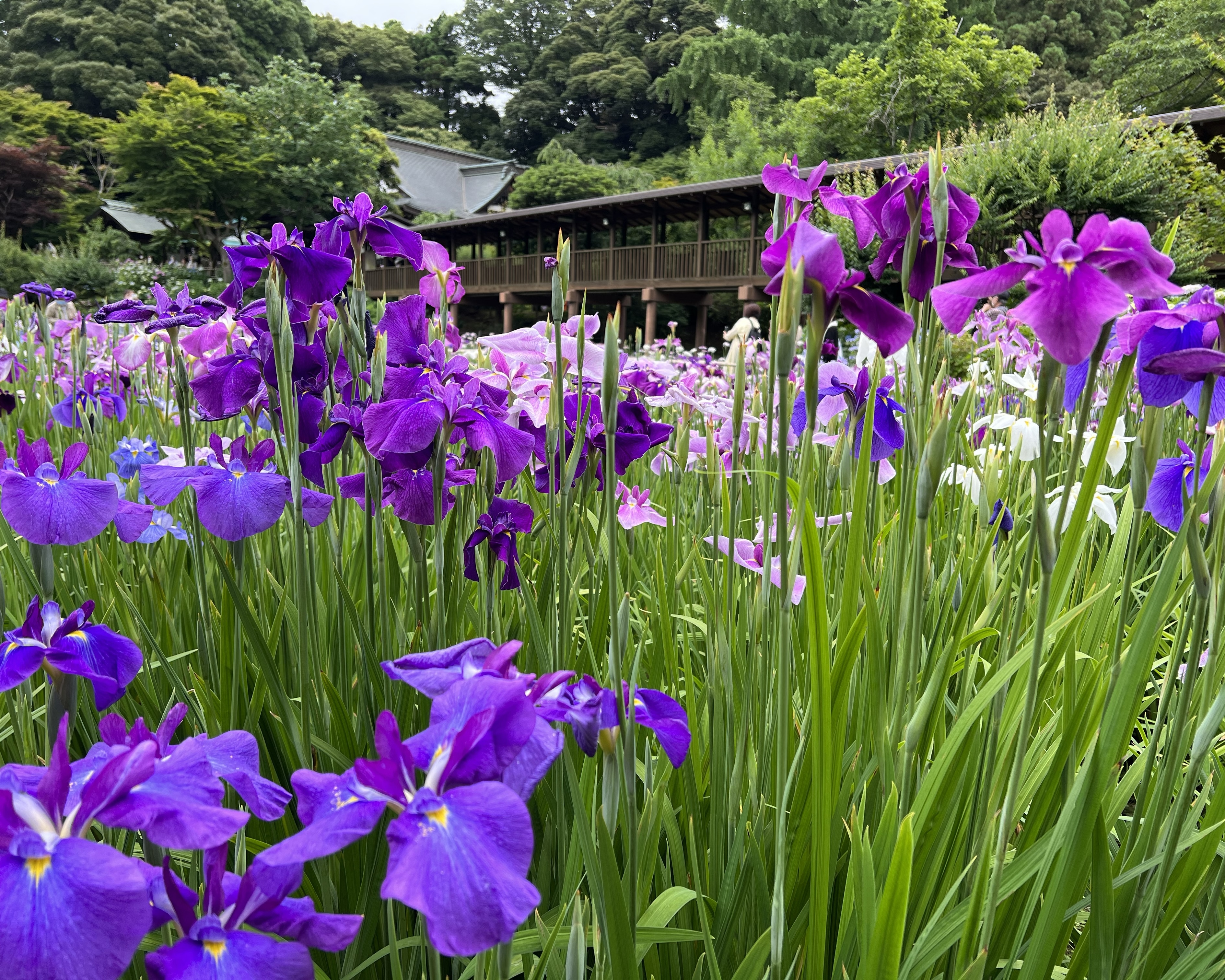 花菖蒲の写真