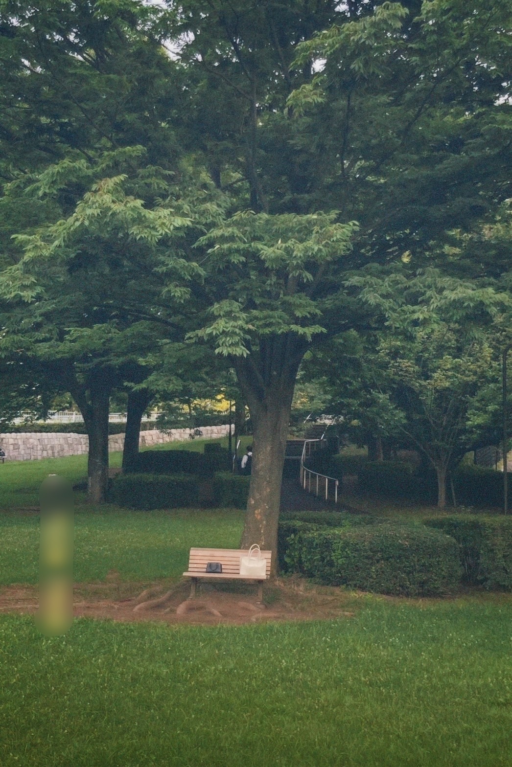 フィルムカメラで撮った写真　森