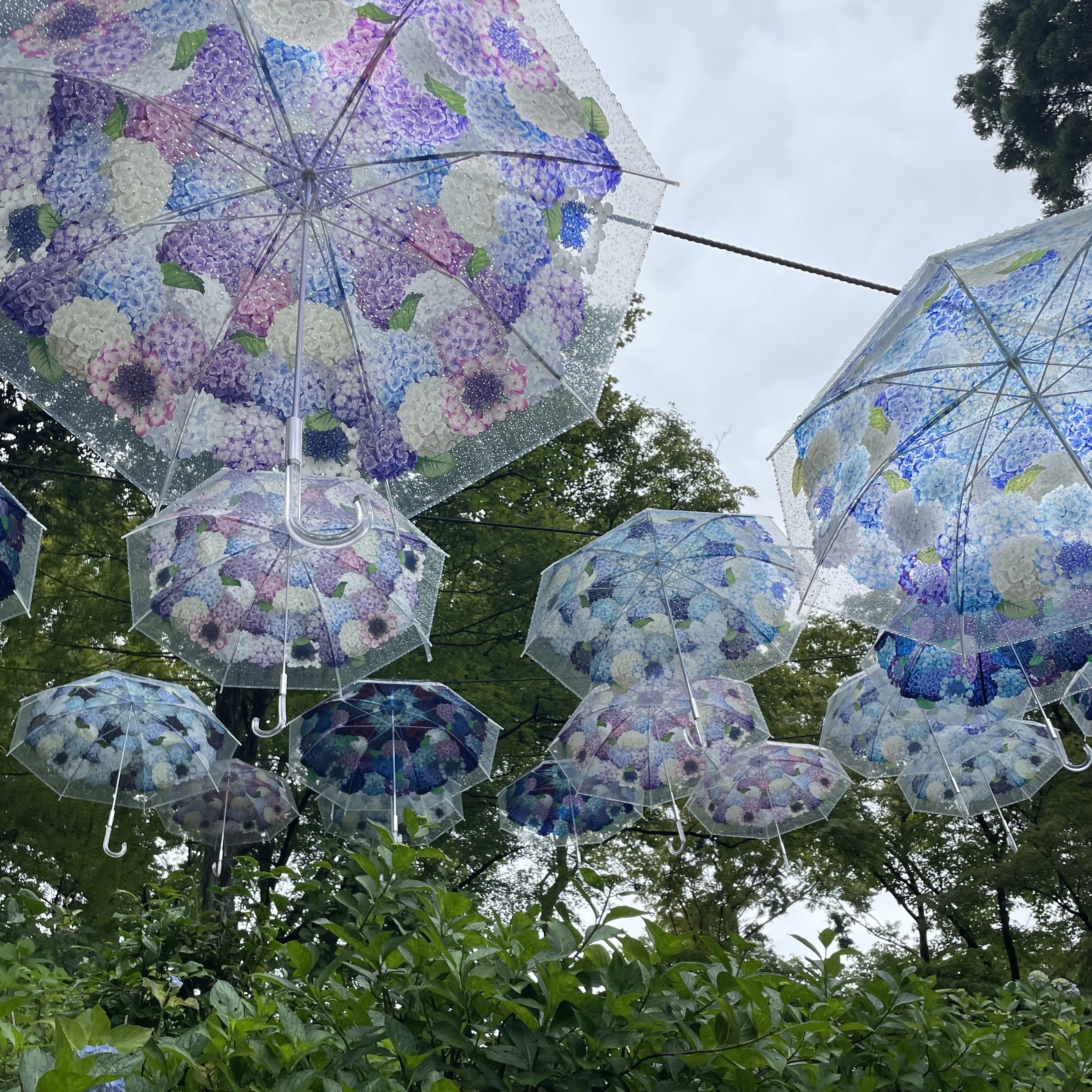 紫陽花　傘　柳谷観音