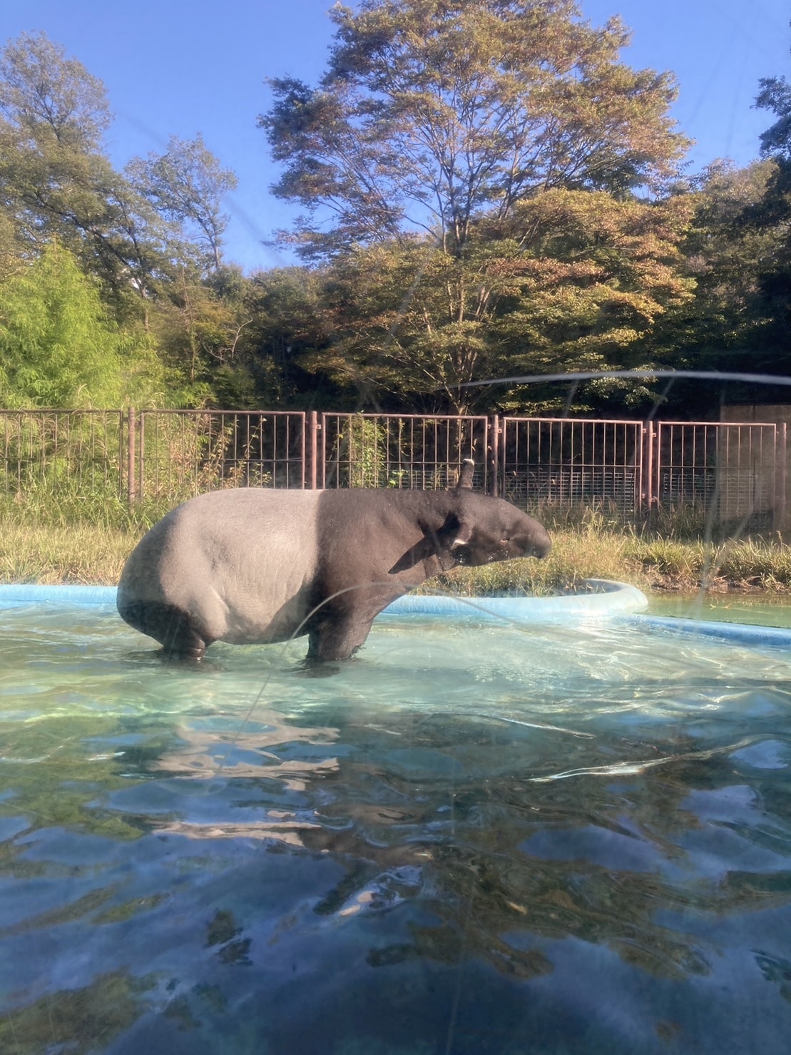 マレーバク　水遊び