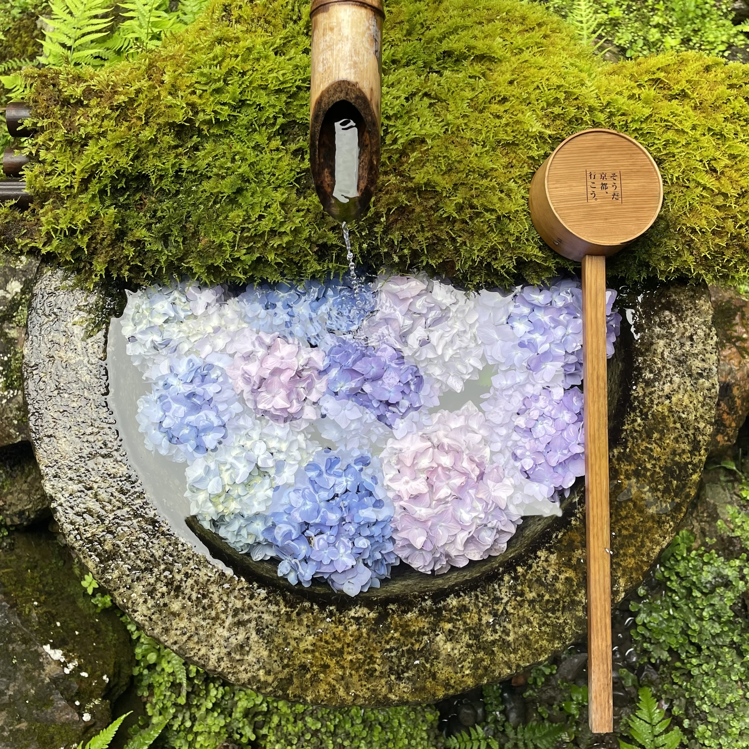 花手水 紫陽花 柳谷観音