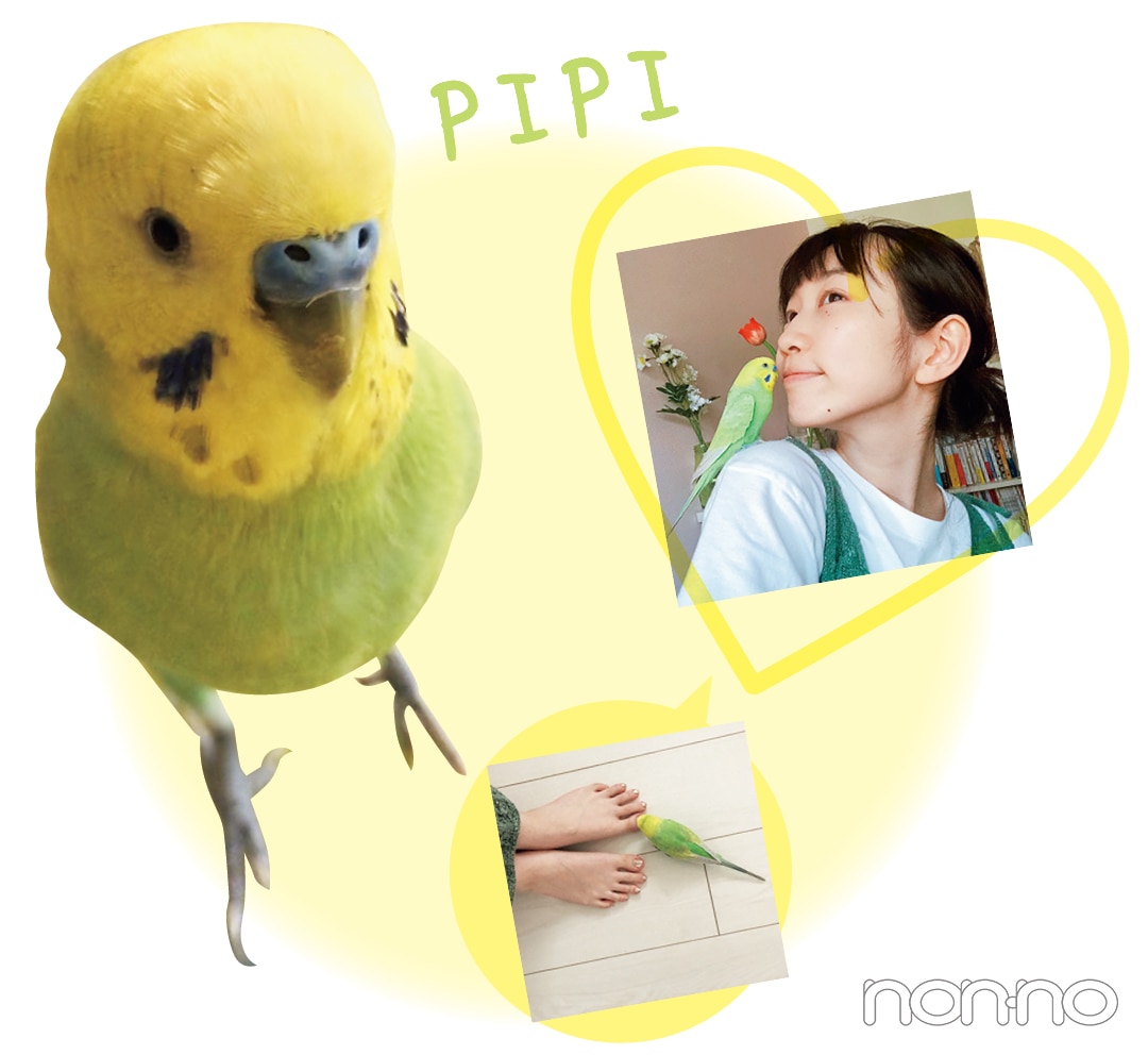 PIPI