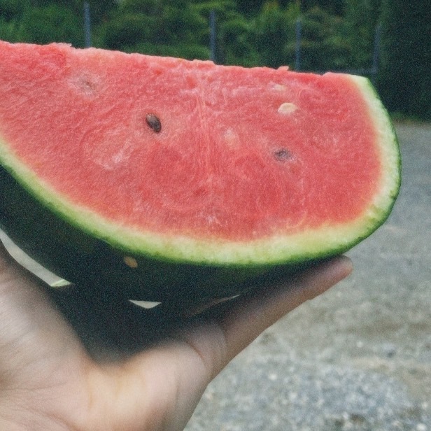 フィルムカメラ　スイカ