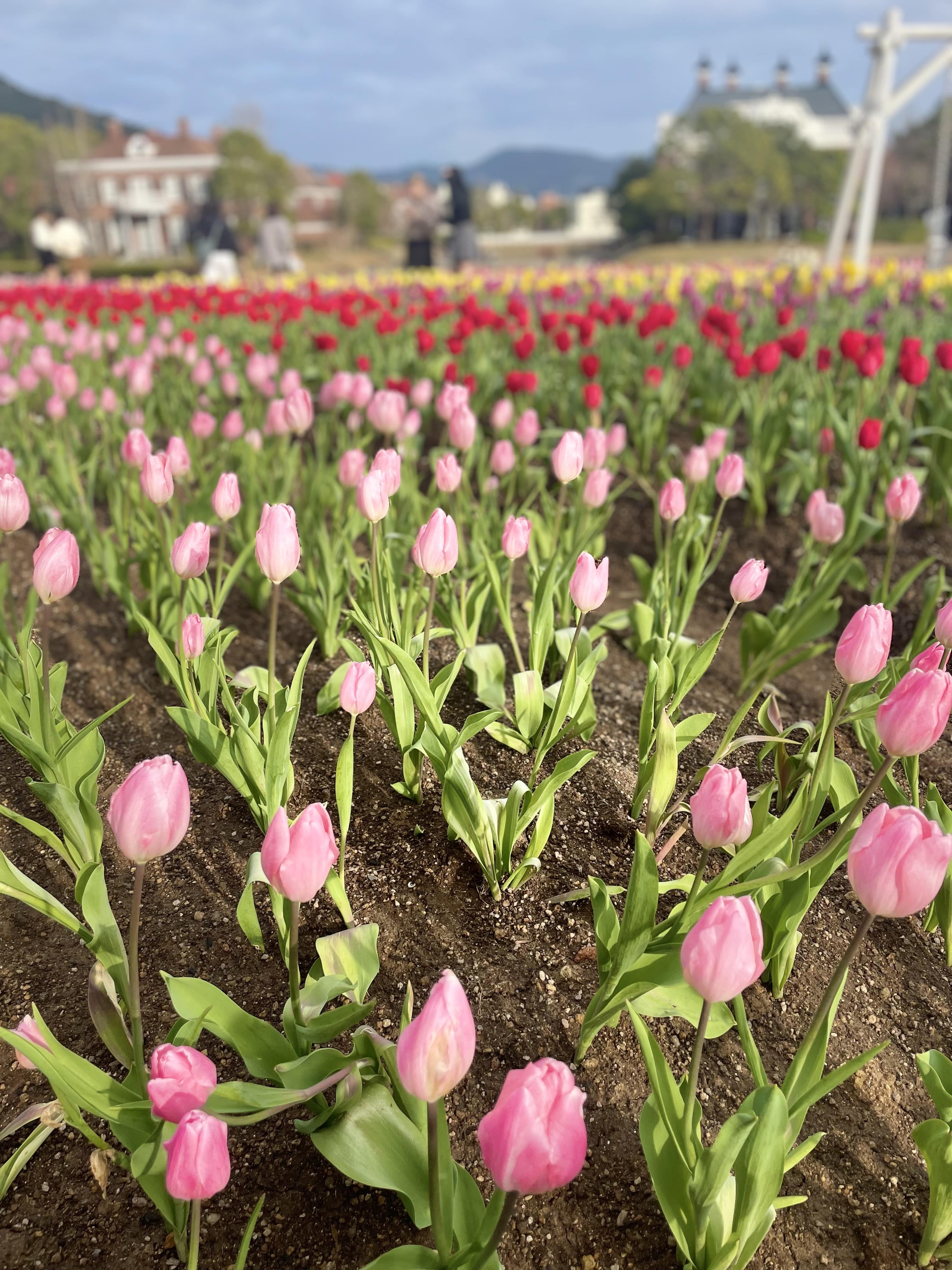 ハウステンボス フラワーロード チューリップをアップで写した様子