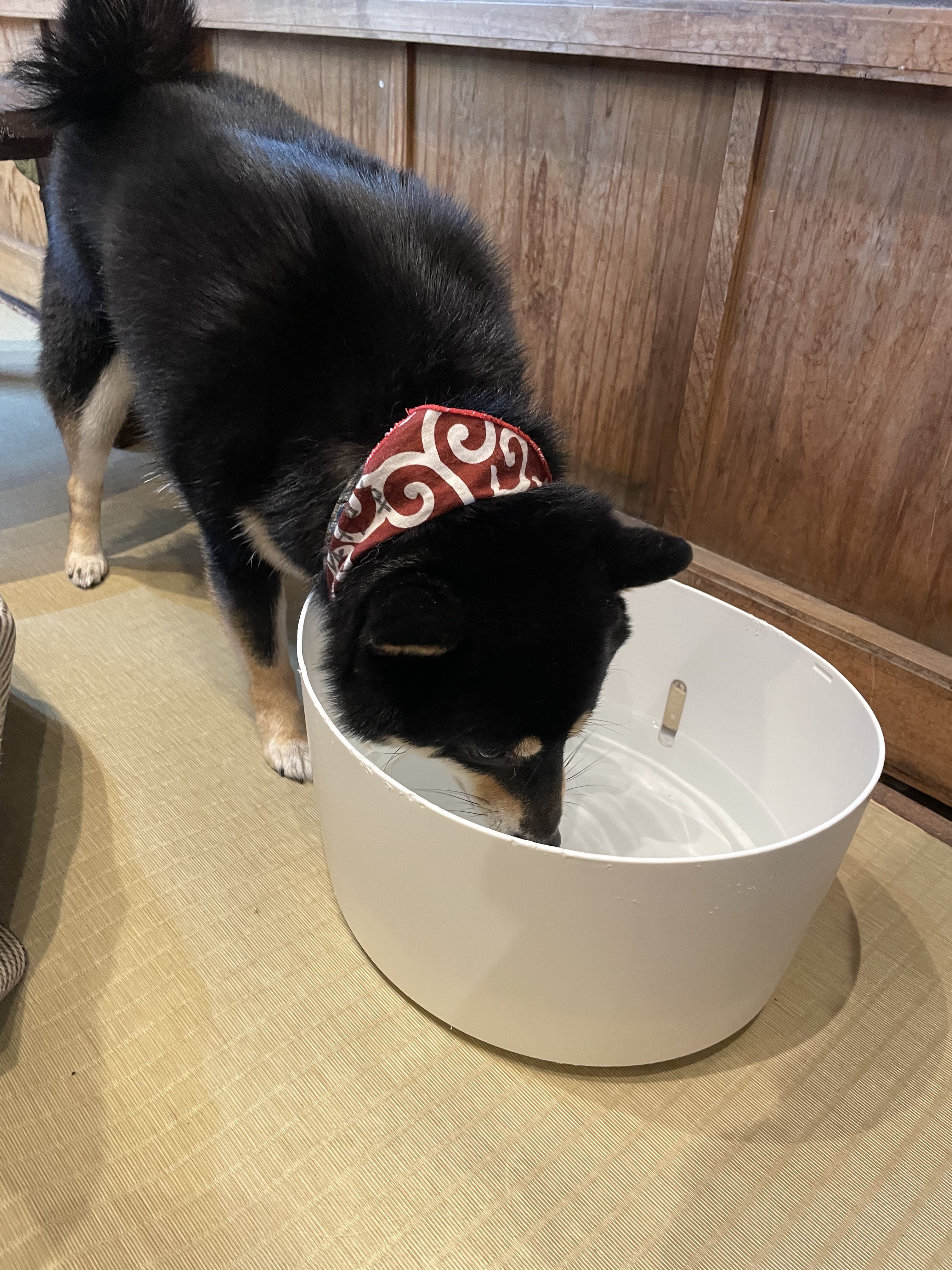 原宿乃豆柴カフェ　柴犬　