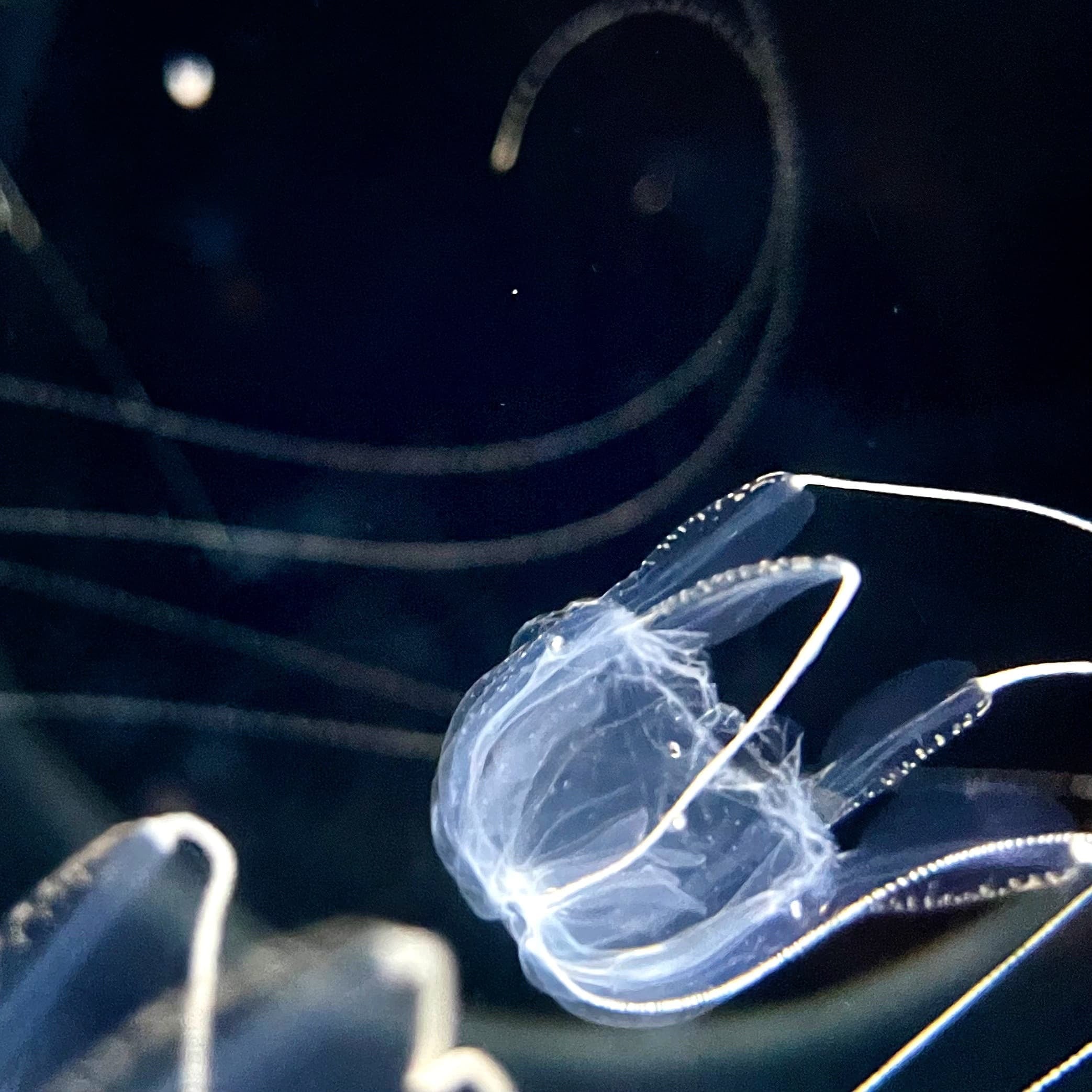 いおワールドかごしま水族館　クラゲ回廊　アンドンクラゲ